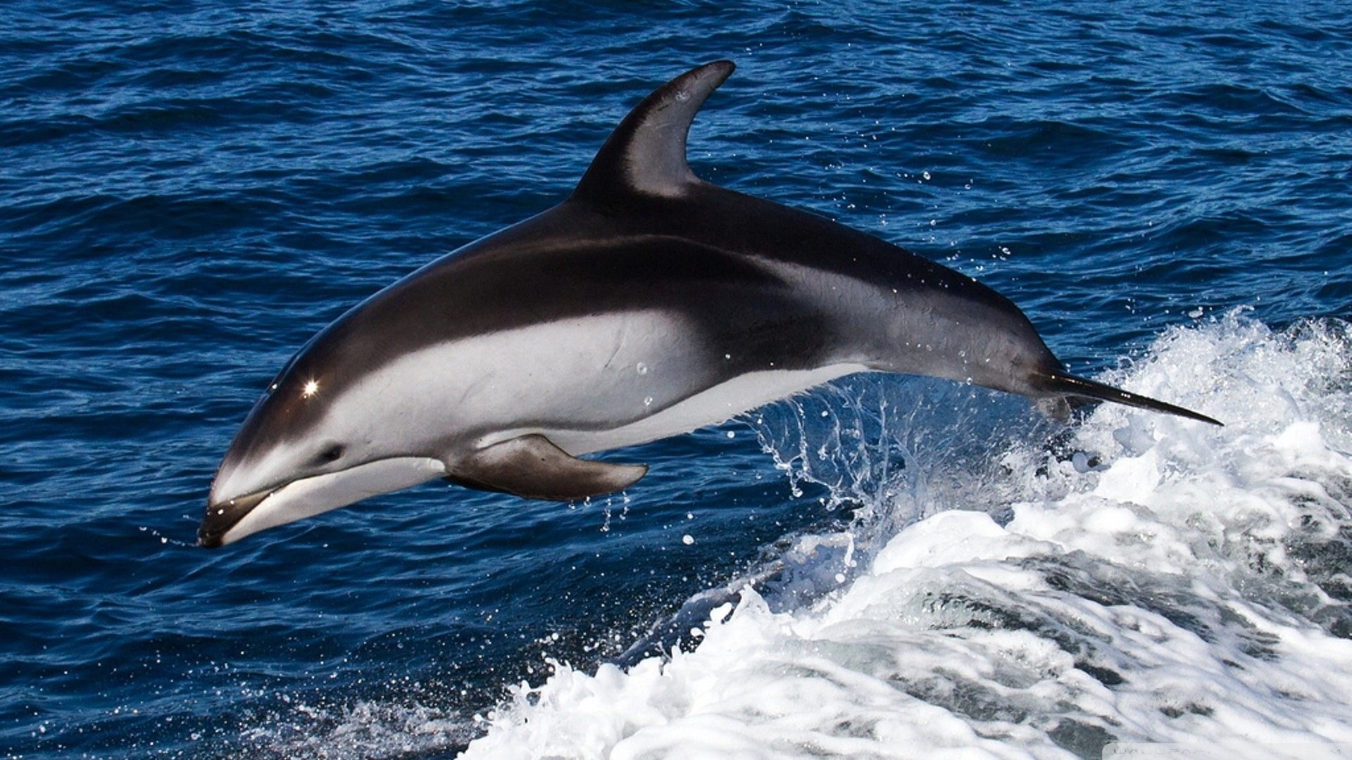 动物 野生动物 海洋天堂 海底世界 鲸鱼 大海