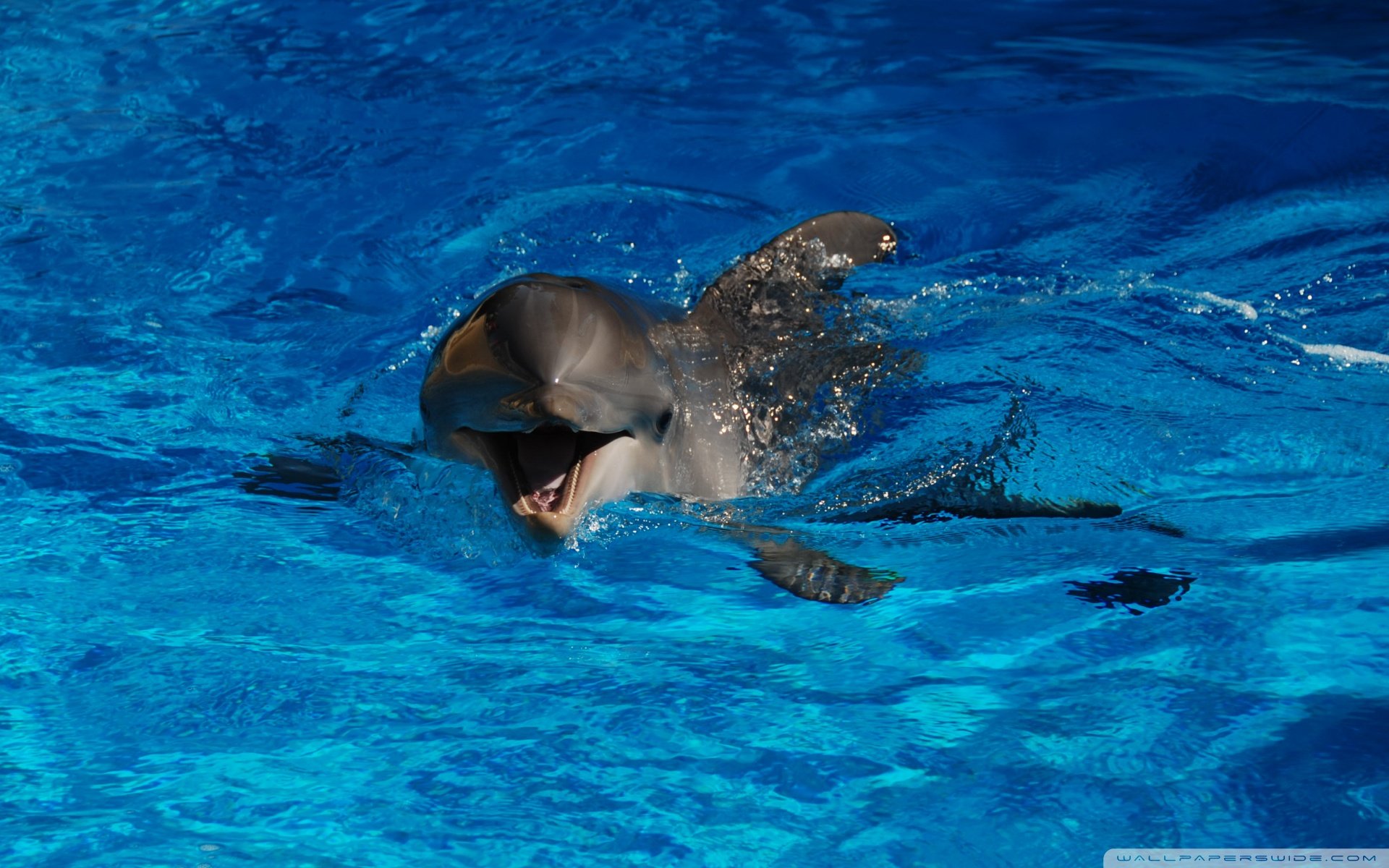 动物 野生动物 海洋天堂 海底世界 大海 海豚 可爱