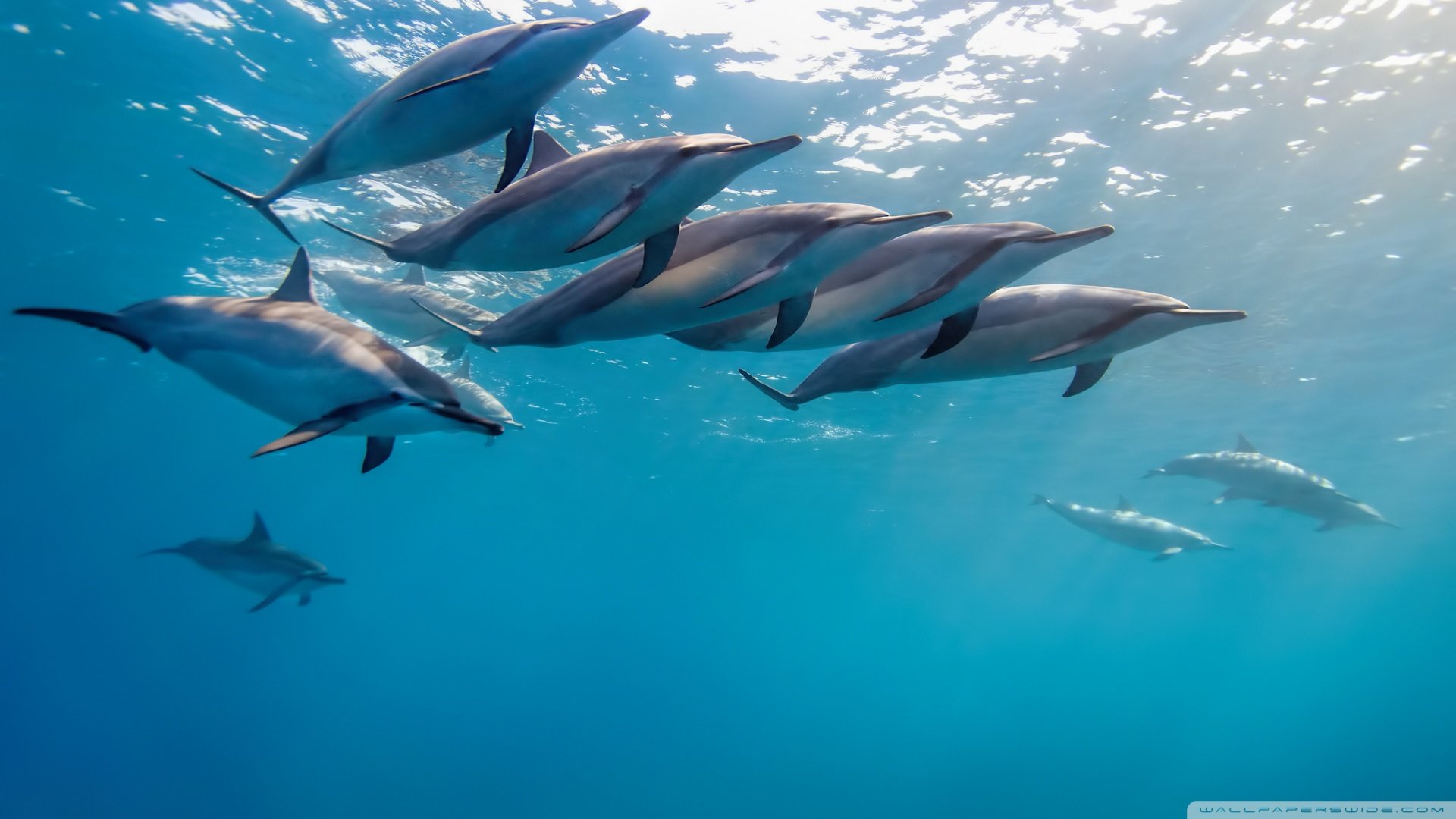 动物 野生动物 海洋天堂 海底世界 大海 海豚 可爱