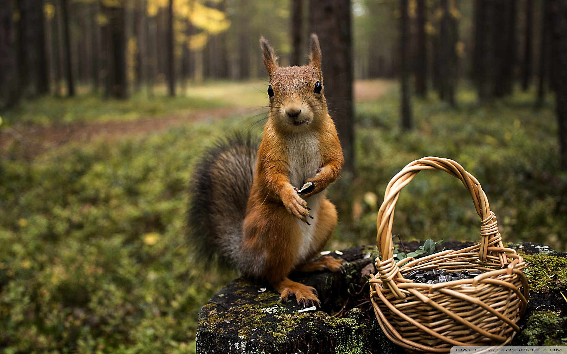 动物 野生动物 松鼠