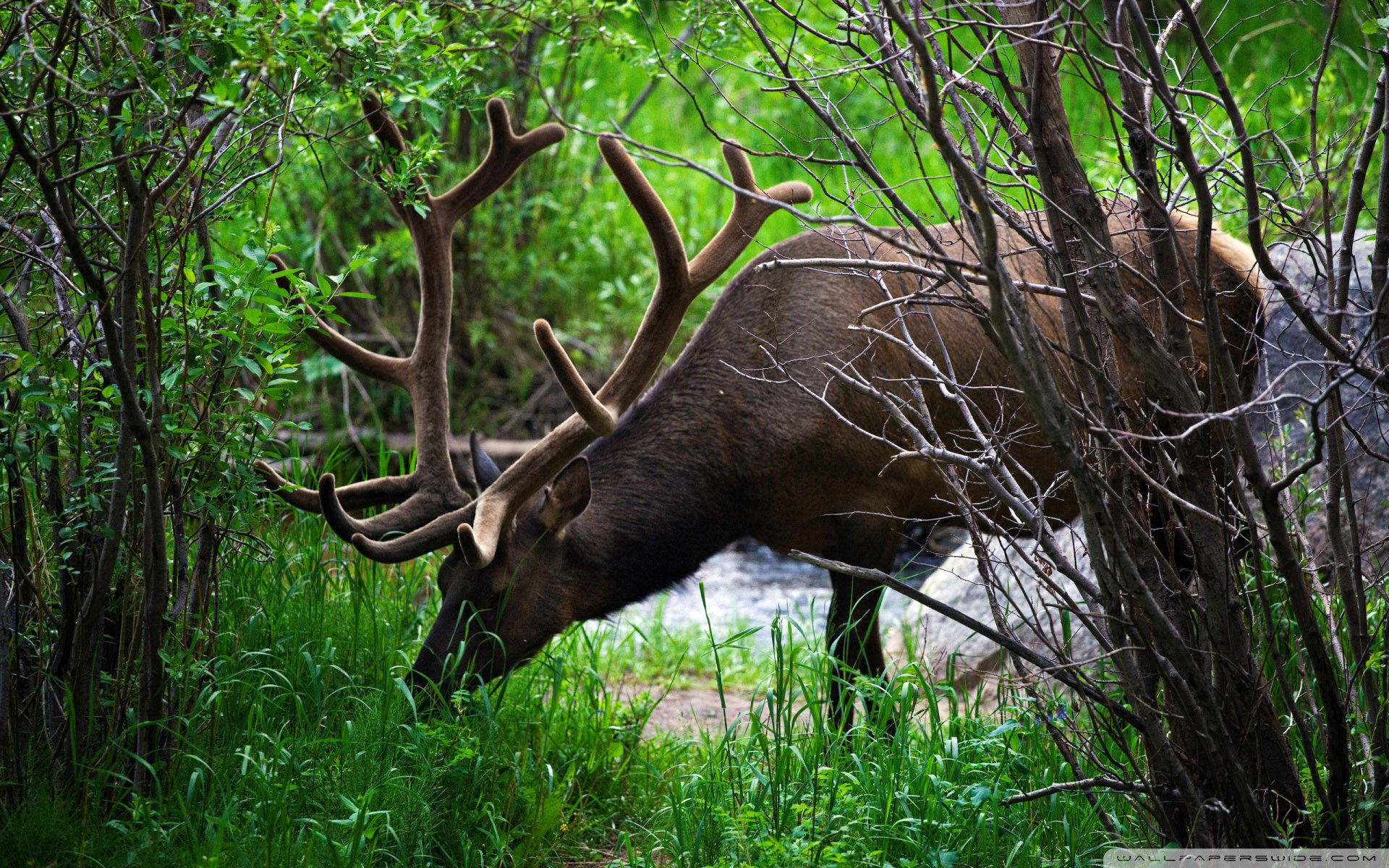 动物 野生动物 牛