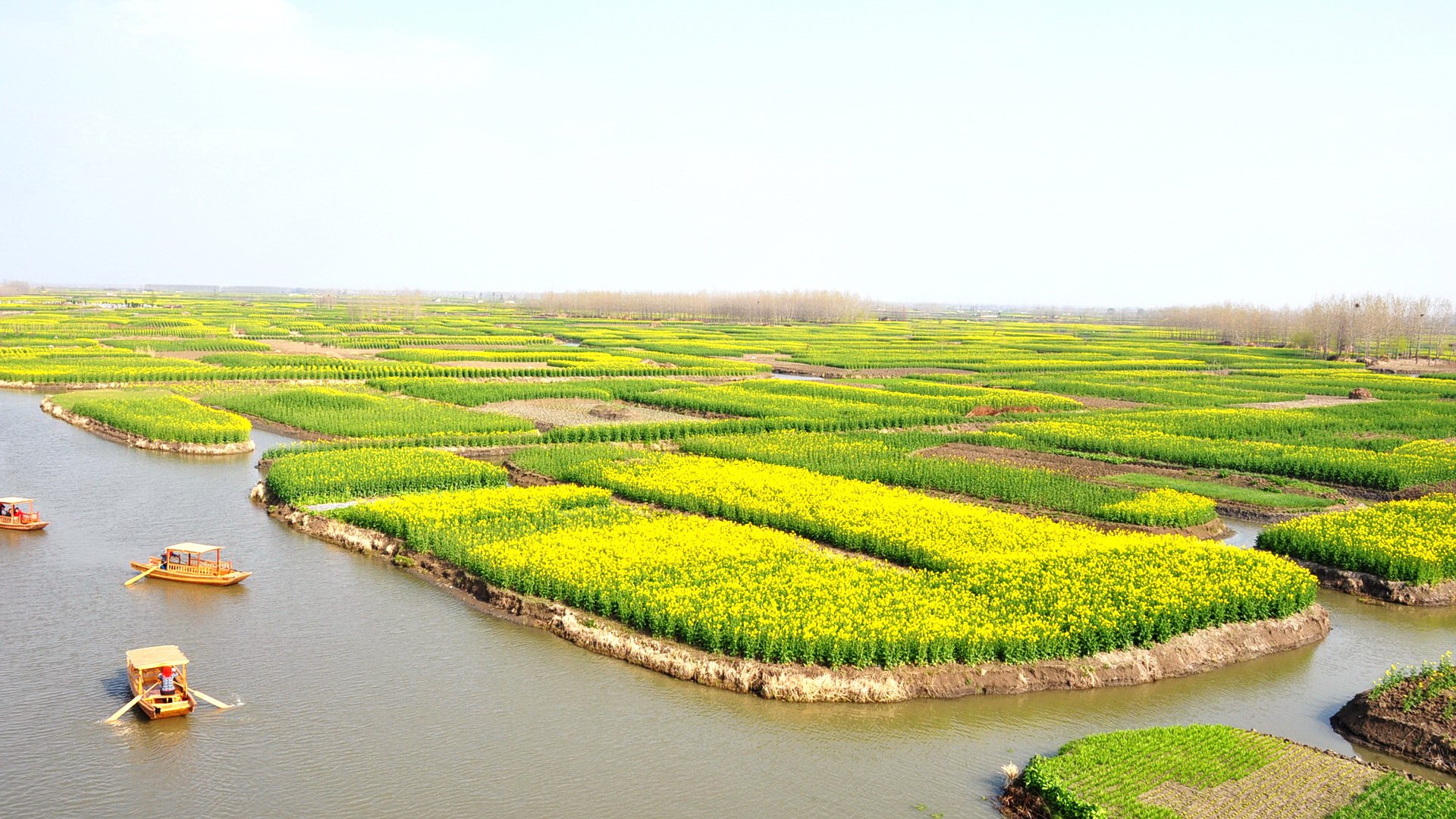 自然 风光 风景 春意盎然 春天 唯美 油菜花 江南 水乡 意境 黄色