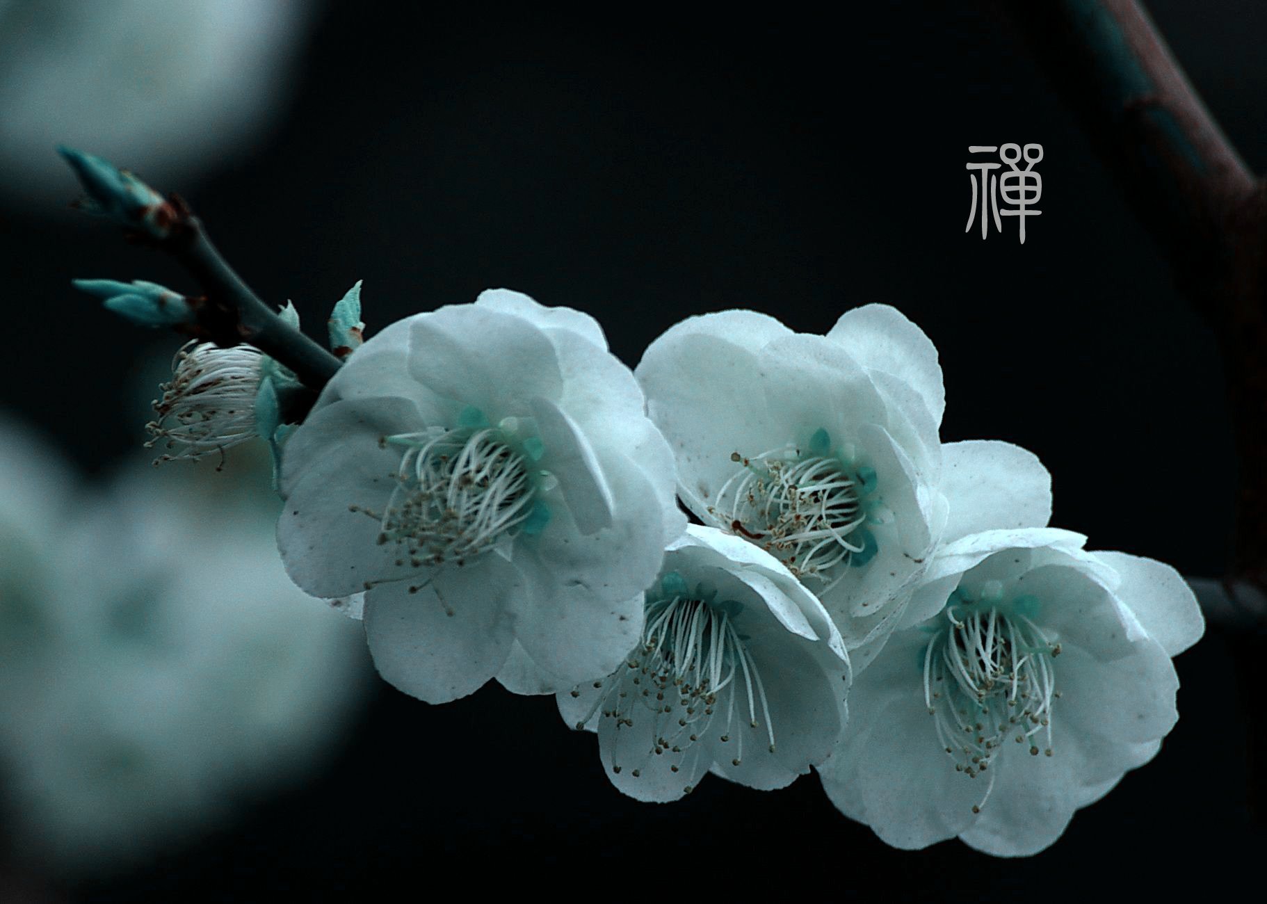 自然 风光 风景 禅境 微距 摄影 意境  安静 禅意花