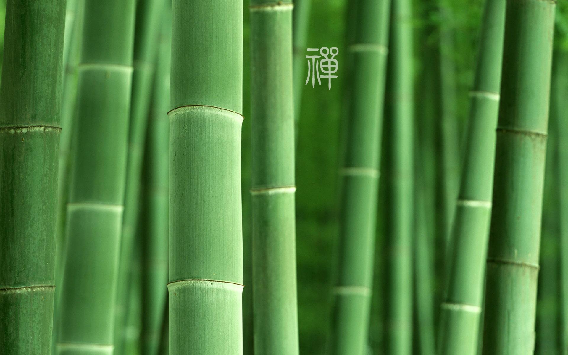 自然 风光 风景 禅境 微距 摄影 意境  安静 禅意竹子 翠绿 绿色养眼