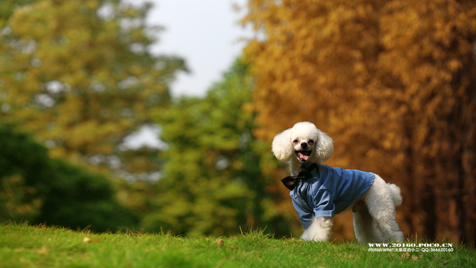 动物 古灵精怪 火柴宠摄 狗狗 汪星人 火柴摄影