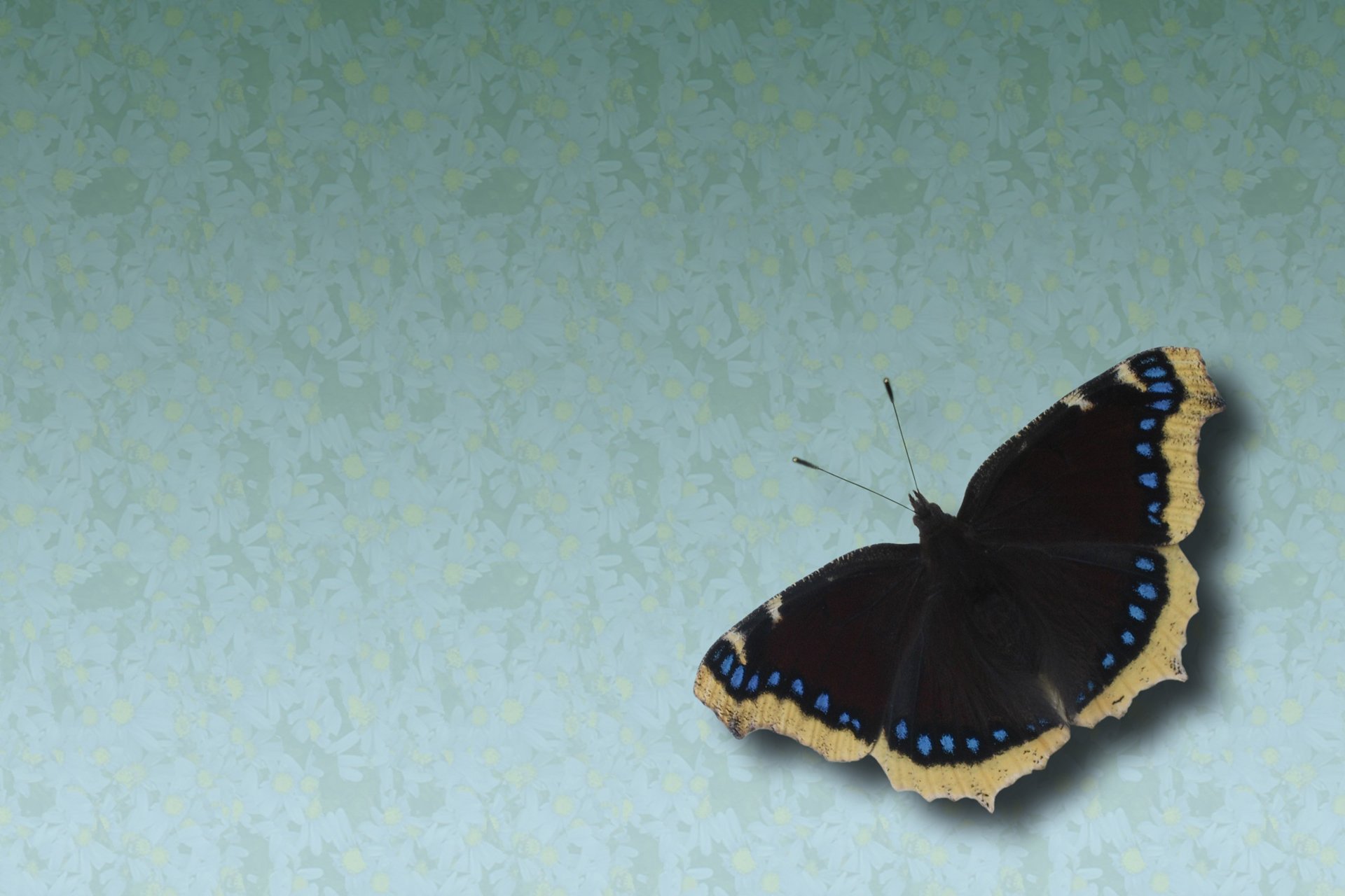 动物 野生动物  蝴蝶 自然 春天