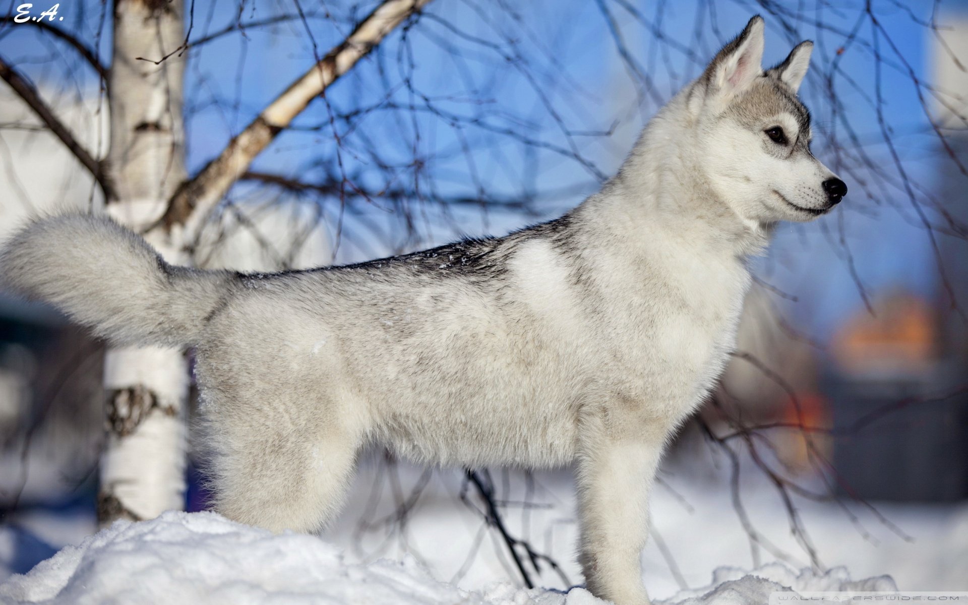 动物 野生动物 狼 雪狼