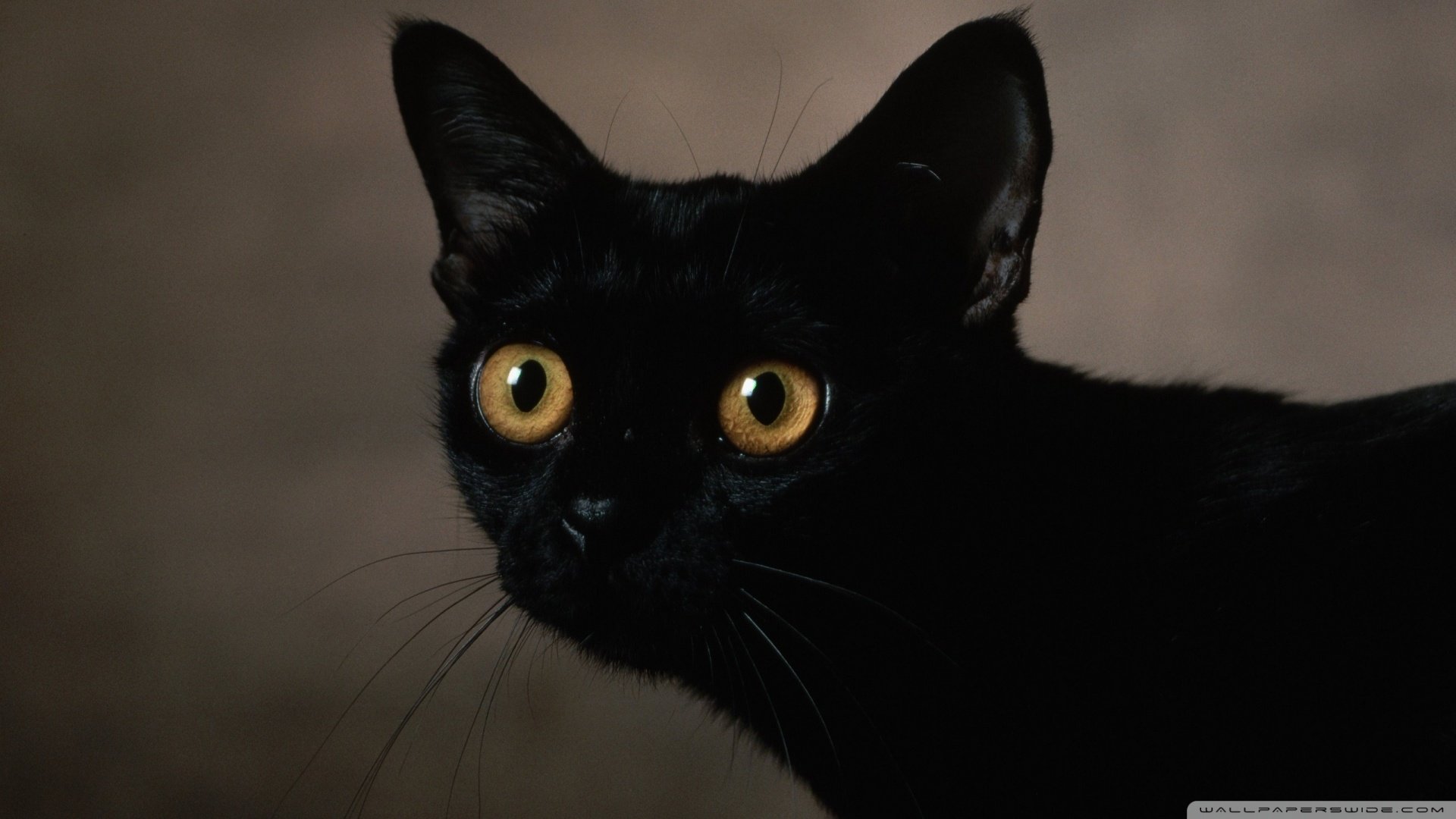 动物 古灵精怪 喵星人 猫 可爱 萌