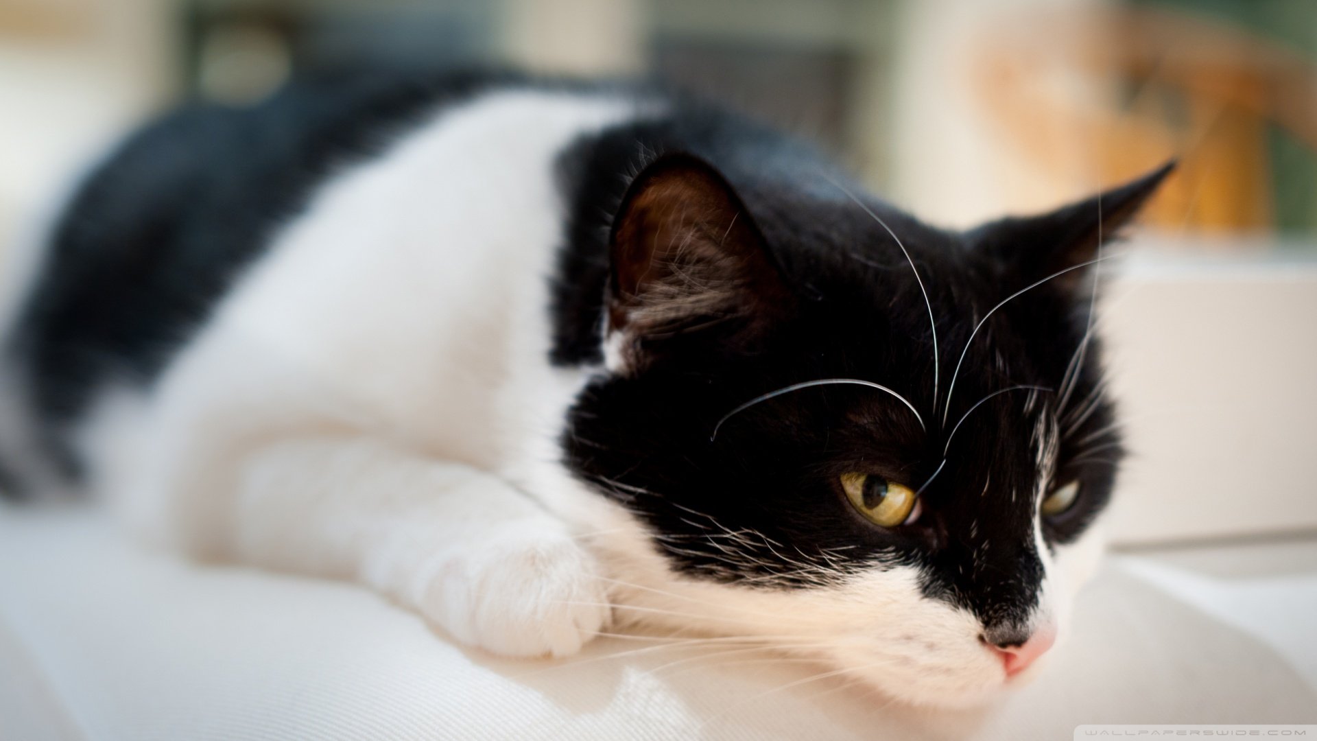 动物 古灵精怪 喵星人 猫 可爱 萌