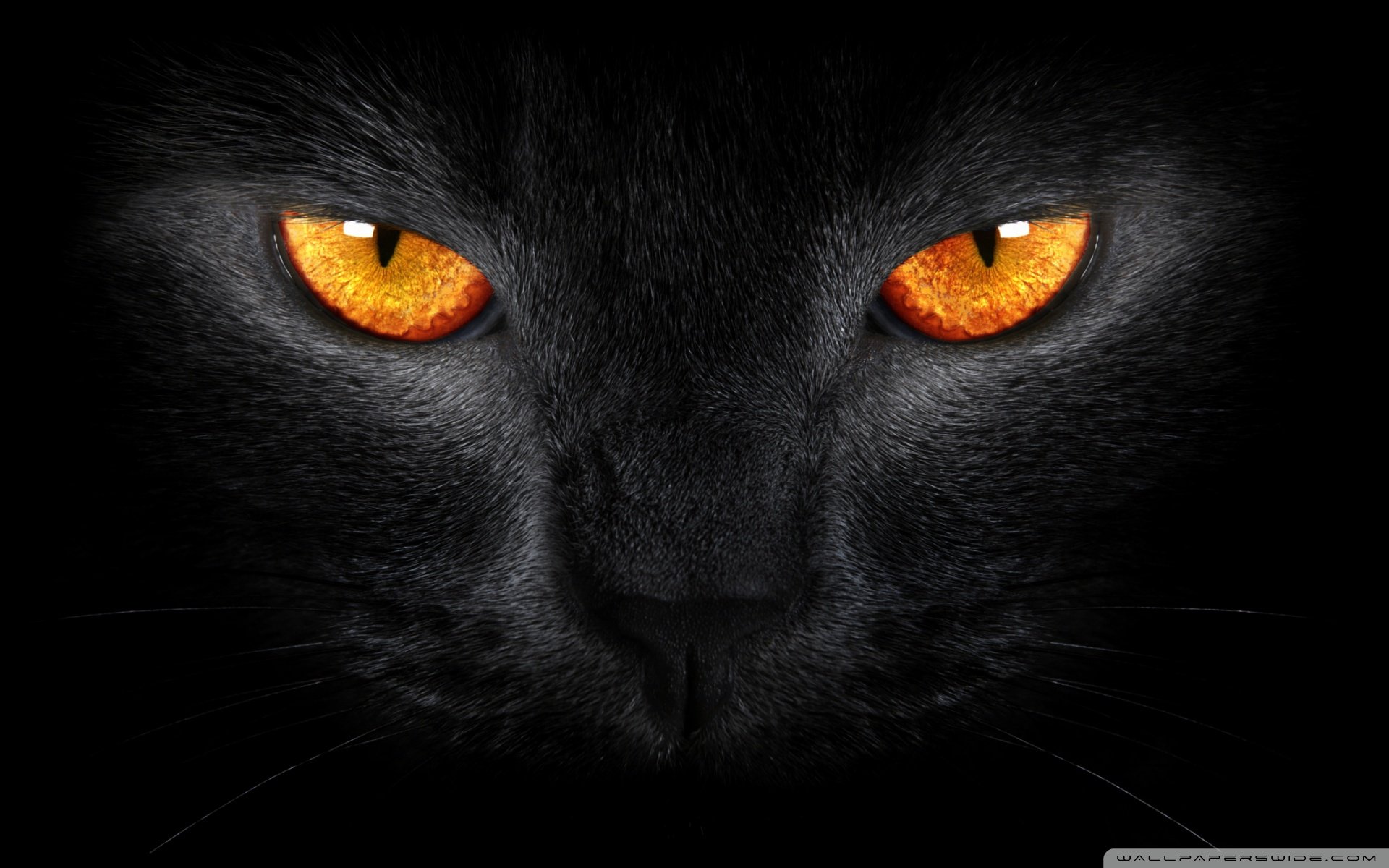 动物 古灵精怪 喵星人 猫 可爱 萌