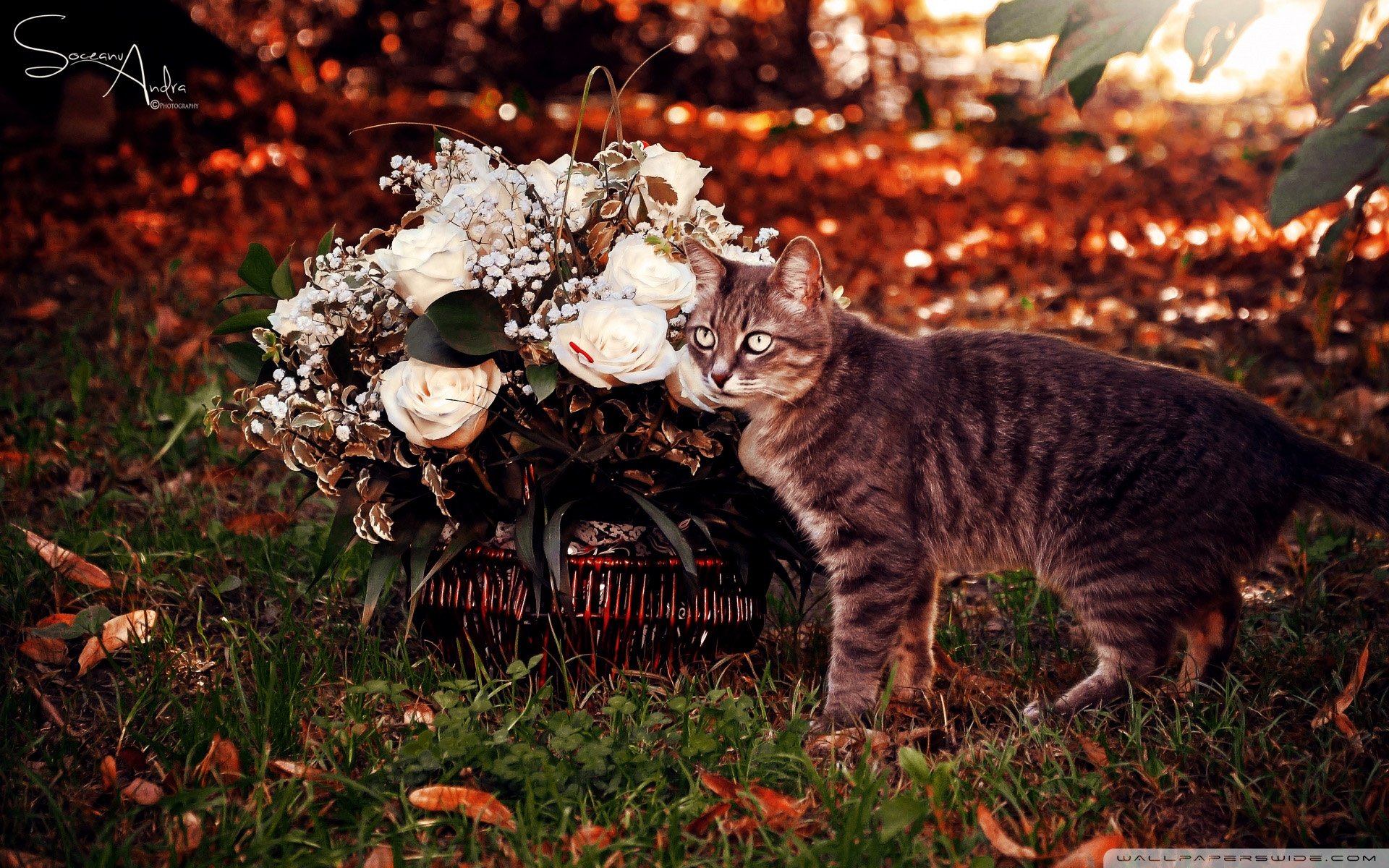 动物 古灵精怪 喵星人 猫 可爱 萌