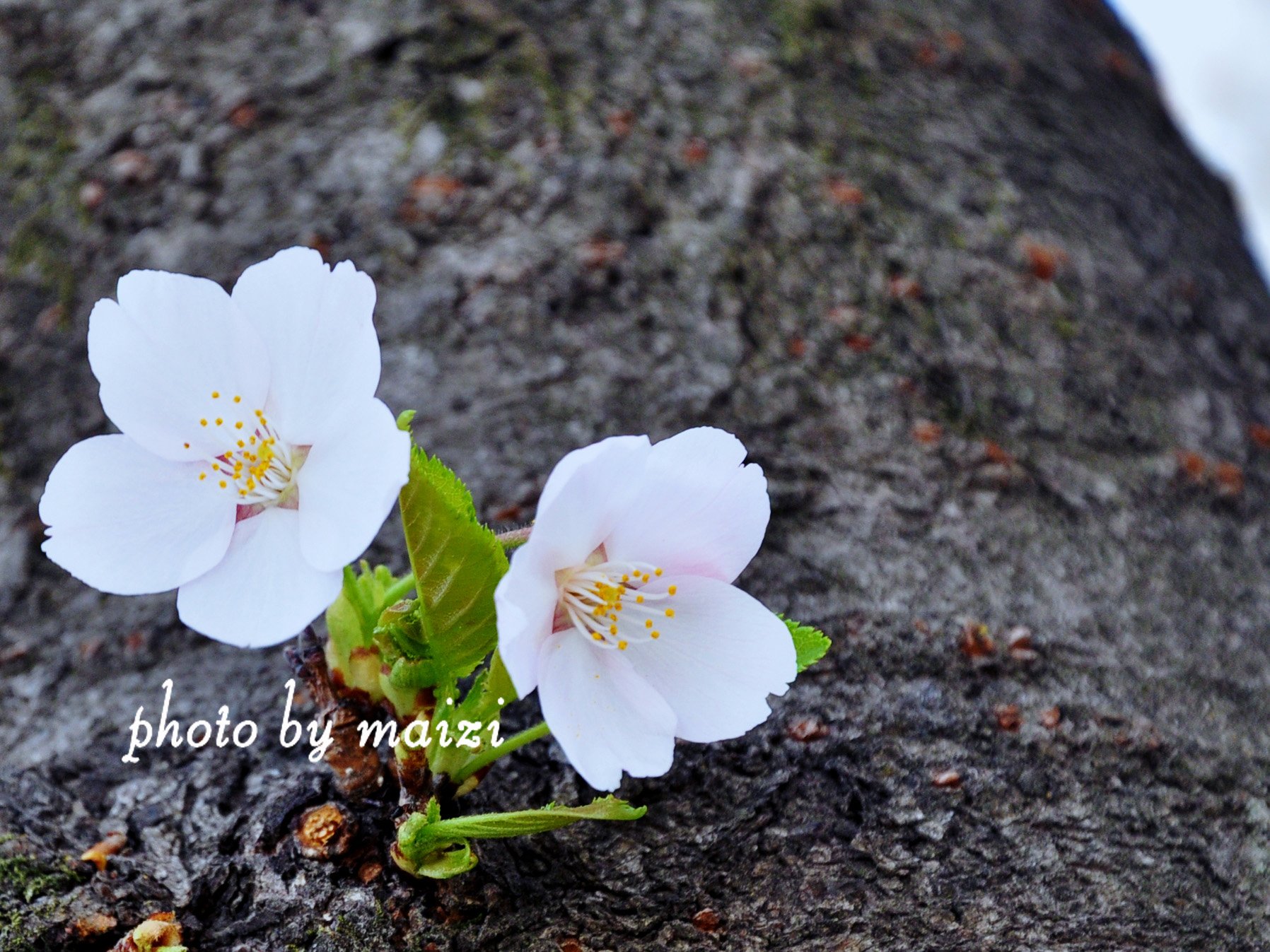春分 春天  花 花开的声音 浪漫 清新 花朵 唯美 温暖 清新淡雅 鸟语花香
