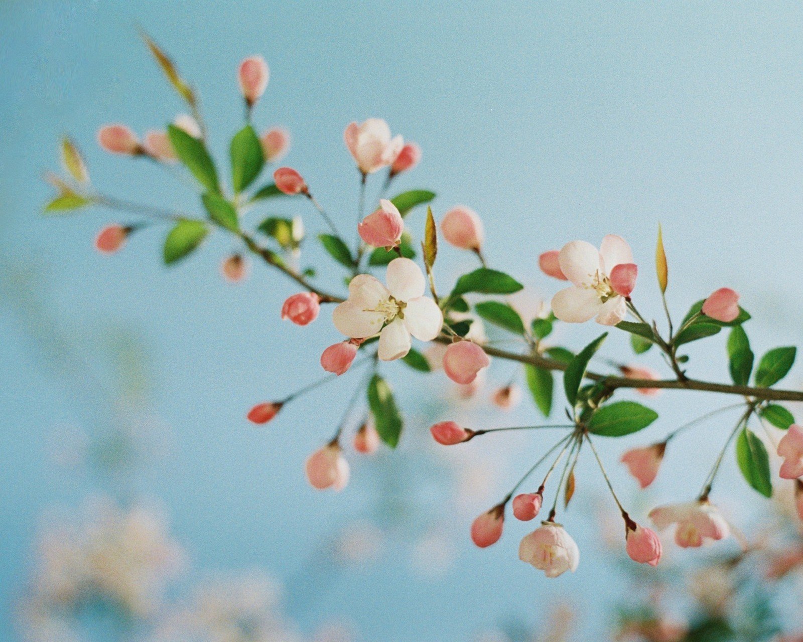 春分 春天  花 花开的声音 浪漫 清新 花朵 唯美 温暖 清新淡雅 鸟语花香