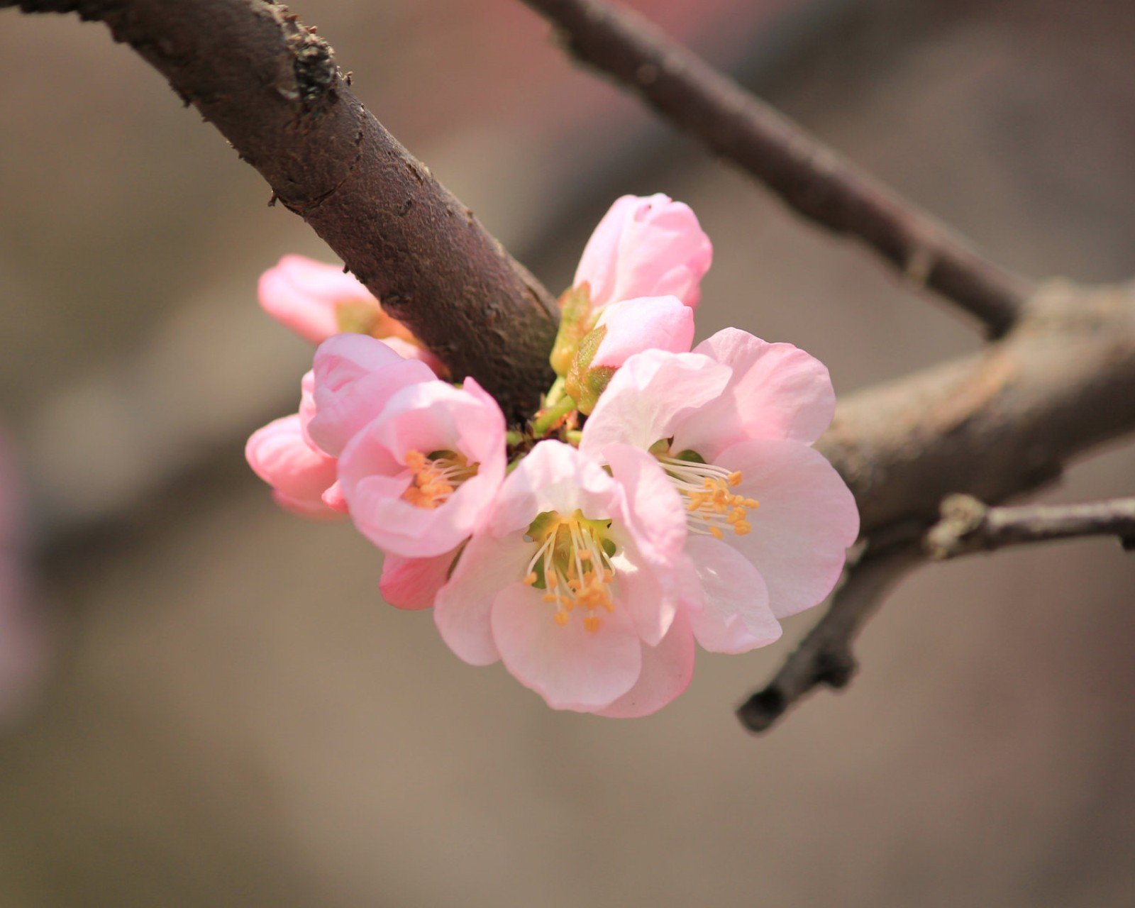 春分 春天  花 花开的声音 浪漫 清新 花朵 唯美 温暖 清新淡雅 鸟语花香
