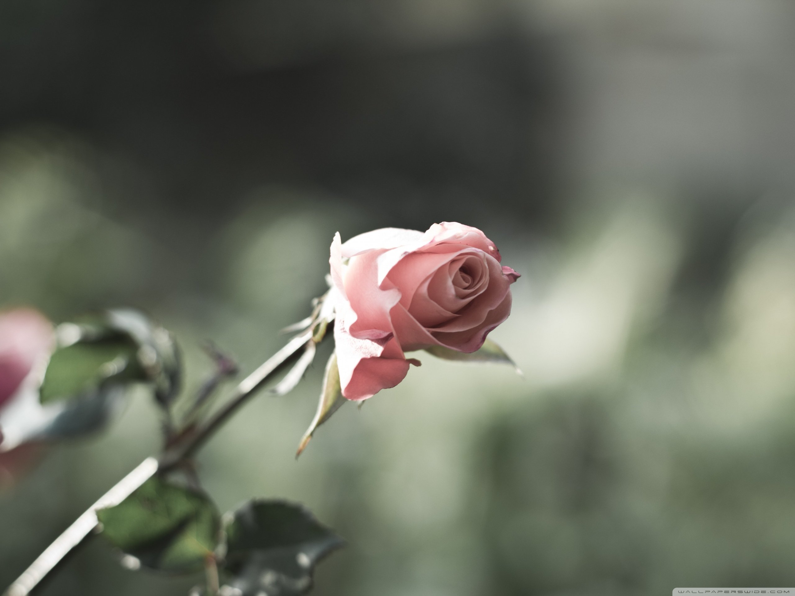 春分 春天  花 花开的声音 浪漫 清新 花朵 唯美 温暖 清新淡雅 鸟语花香