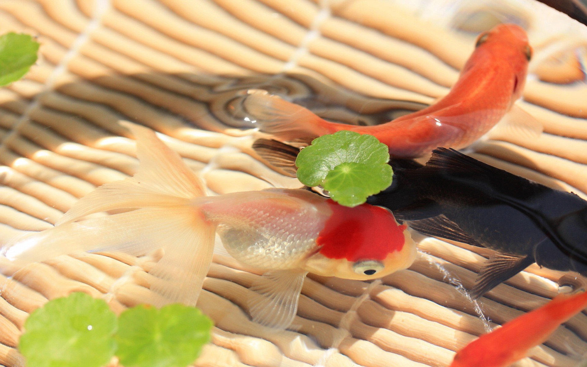 唯美 意境  金鱼 7秒的记忆