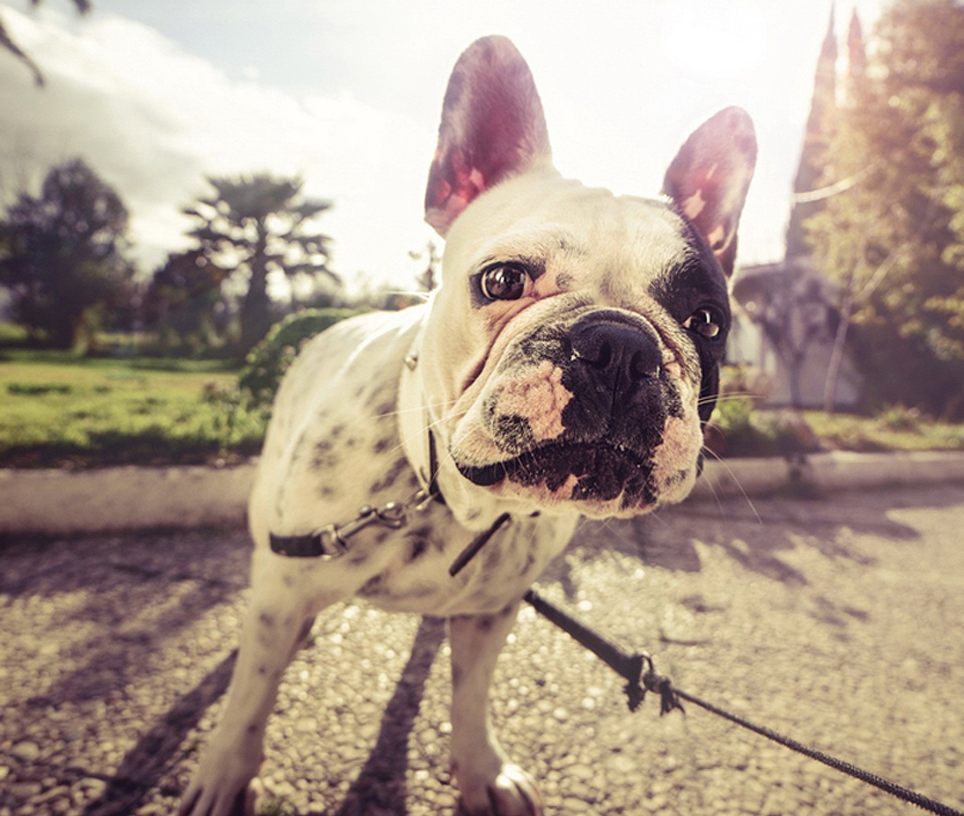 萌宠 动物 狗 汪星人 可爱 萌 卖萌图