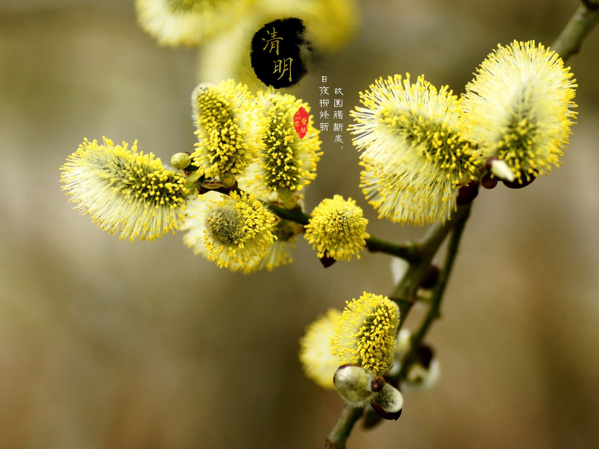 清明节 古风 古诗 诗句 意境 节气 24节气 二十四节气 @姑凉_你又瘦了