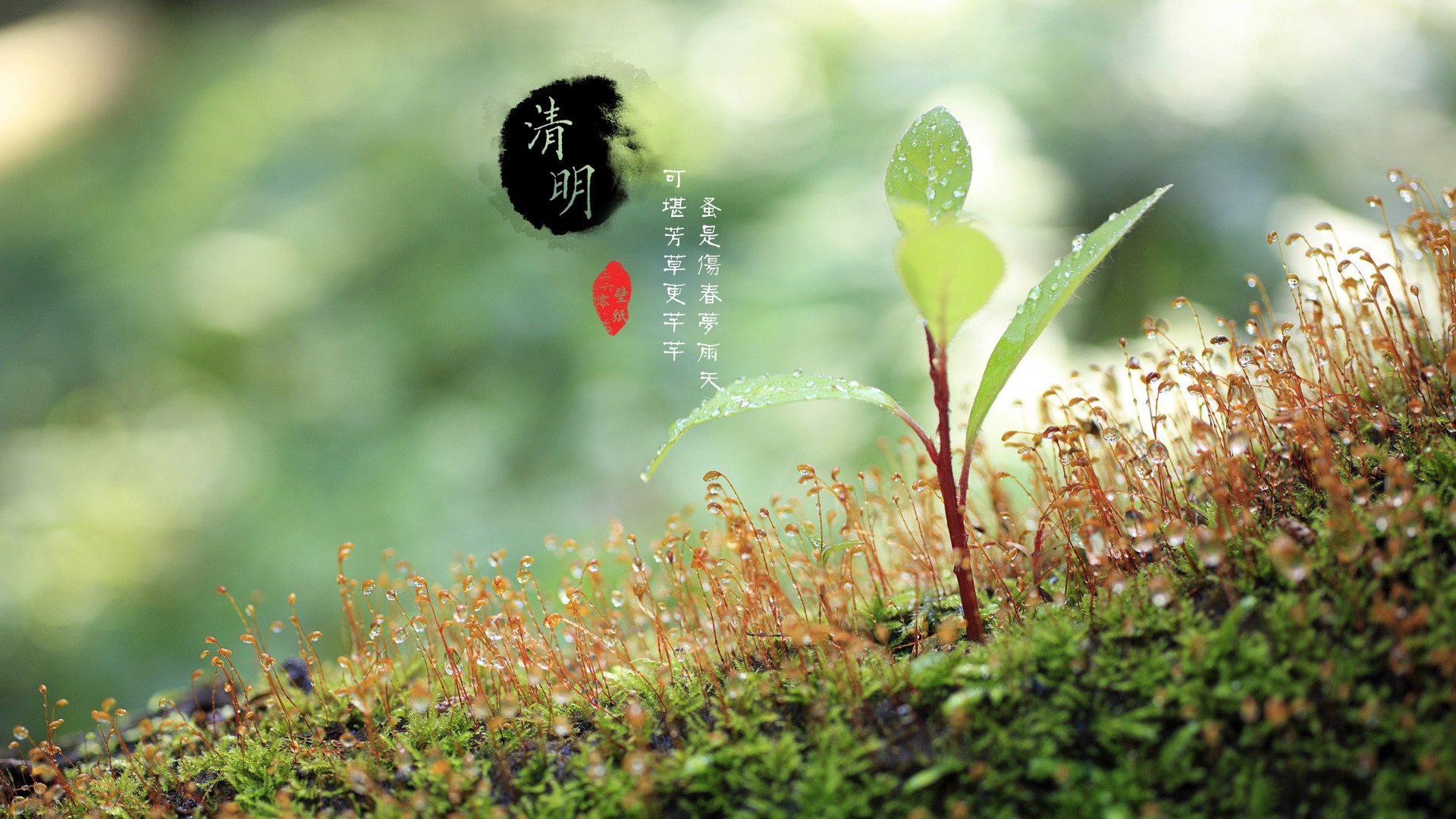 清明节 古风 古诗 诗句 意境 节气 24节气 二十四节气 @姑凉_你又瘦了