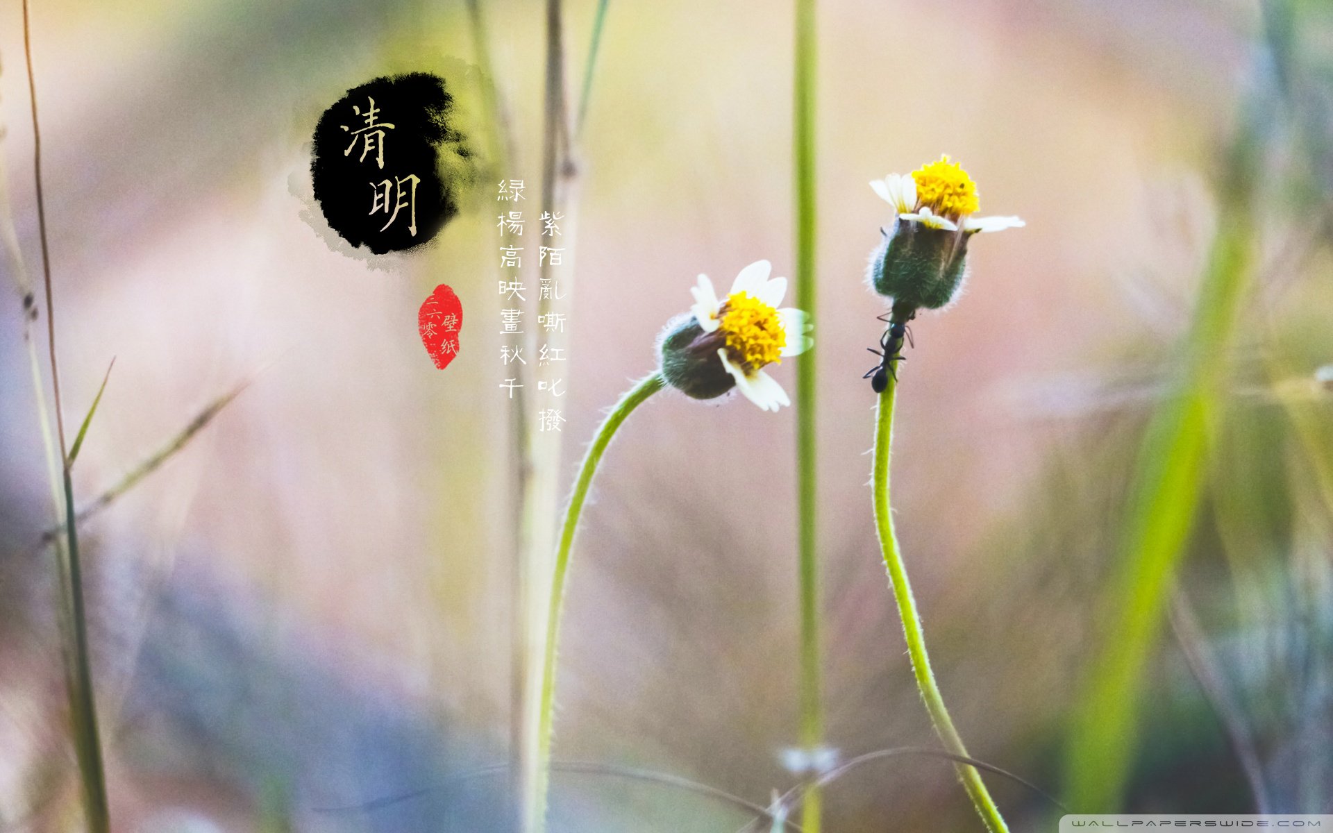 清明节 古风 古诗 诗句 意境 节气 24节气 二十四节气 @姑凉_你又瘦了