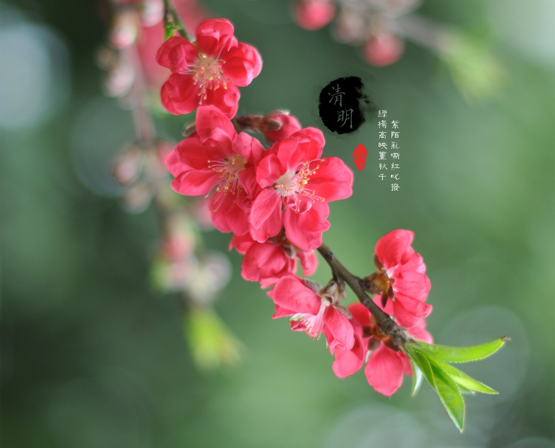 清明节 古风 古诗 诗句 意境 节气 24节气 二十四节气 @姑凉_你又瘦了