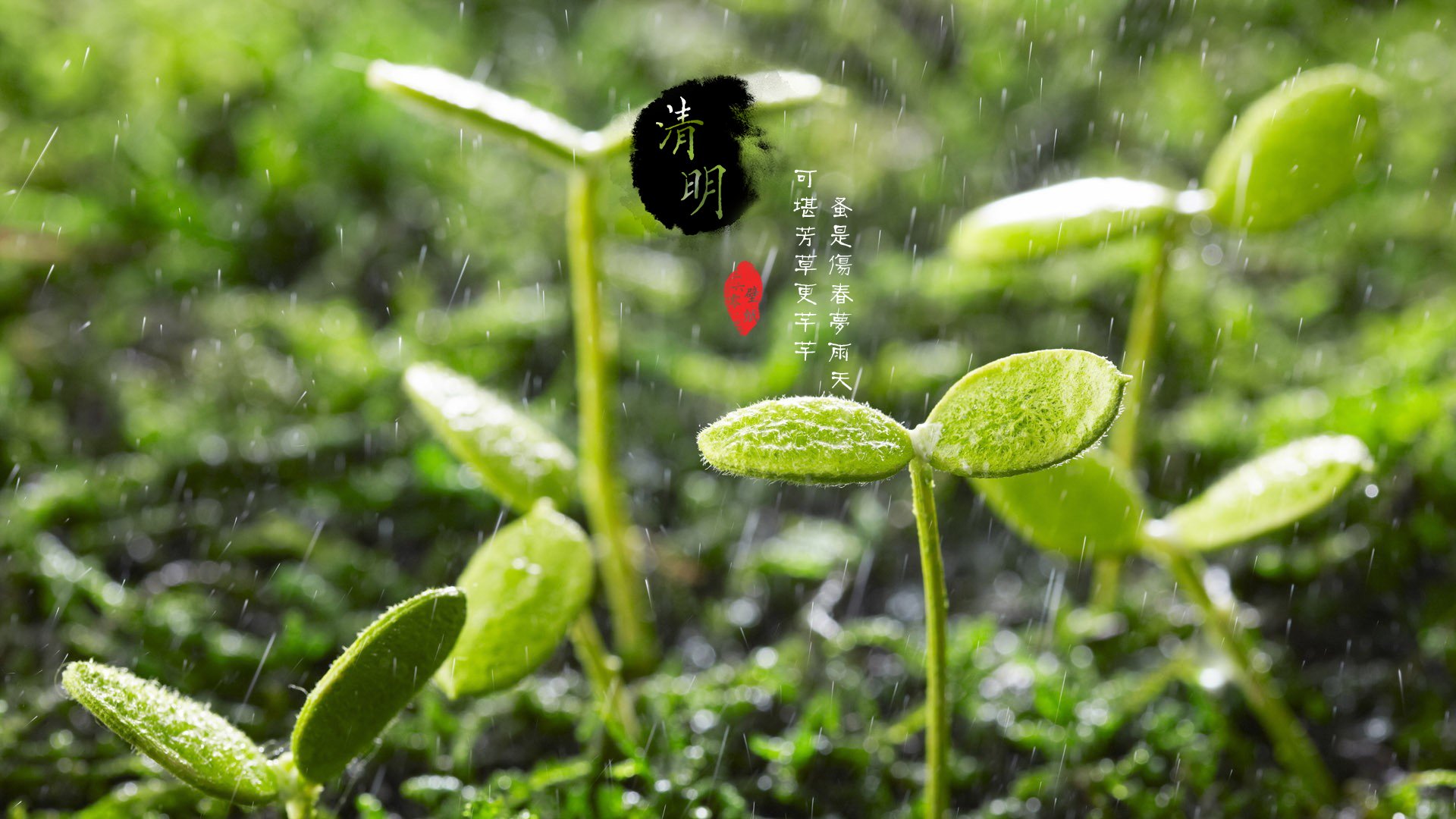 清明节 古风 古诗 诗句 意境 节气 24节气 二十四节气 @姑凉_你又瘦了