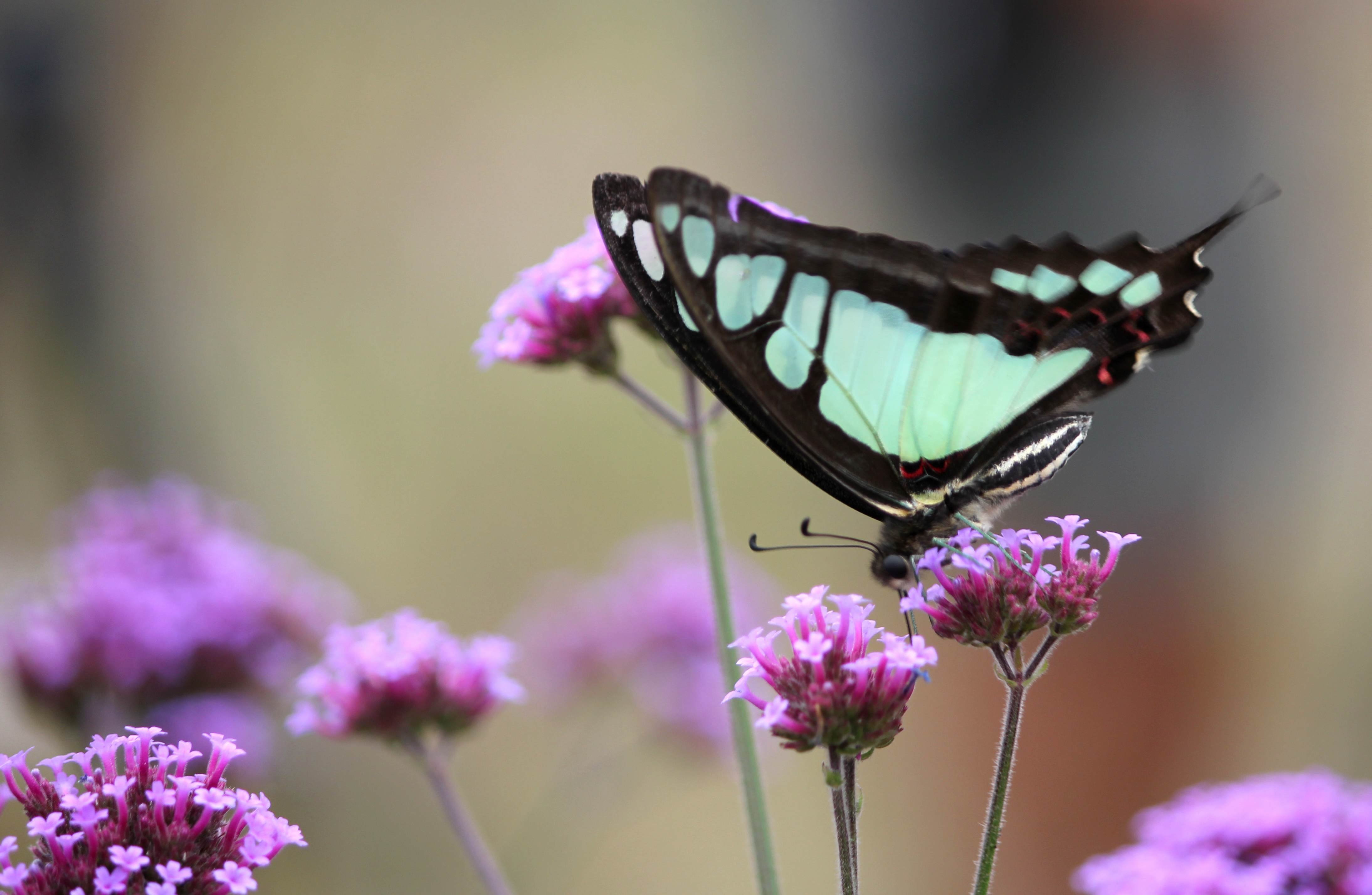小清新 唯美  娇艳欲滴 花儿 春天 唯美 温暖 温馨一刻  清新淡雅 鸟语花香