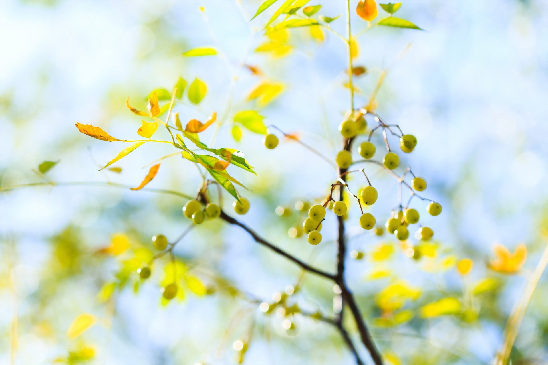 小清新 唯美  娇艳欲滴 花儿 春天 唯美 温暖 温馨一刻  清新淡雅 鸟语花香