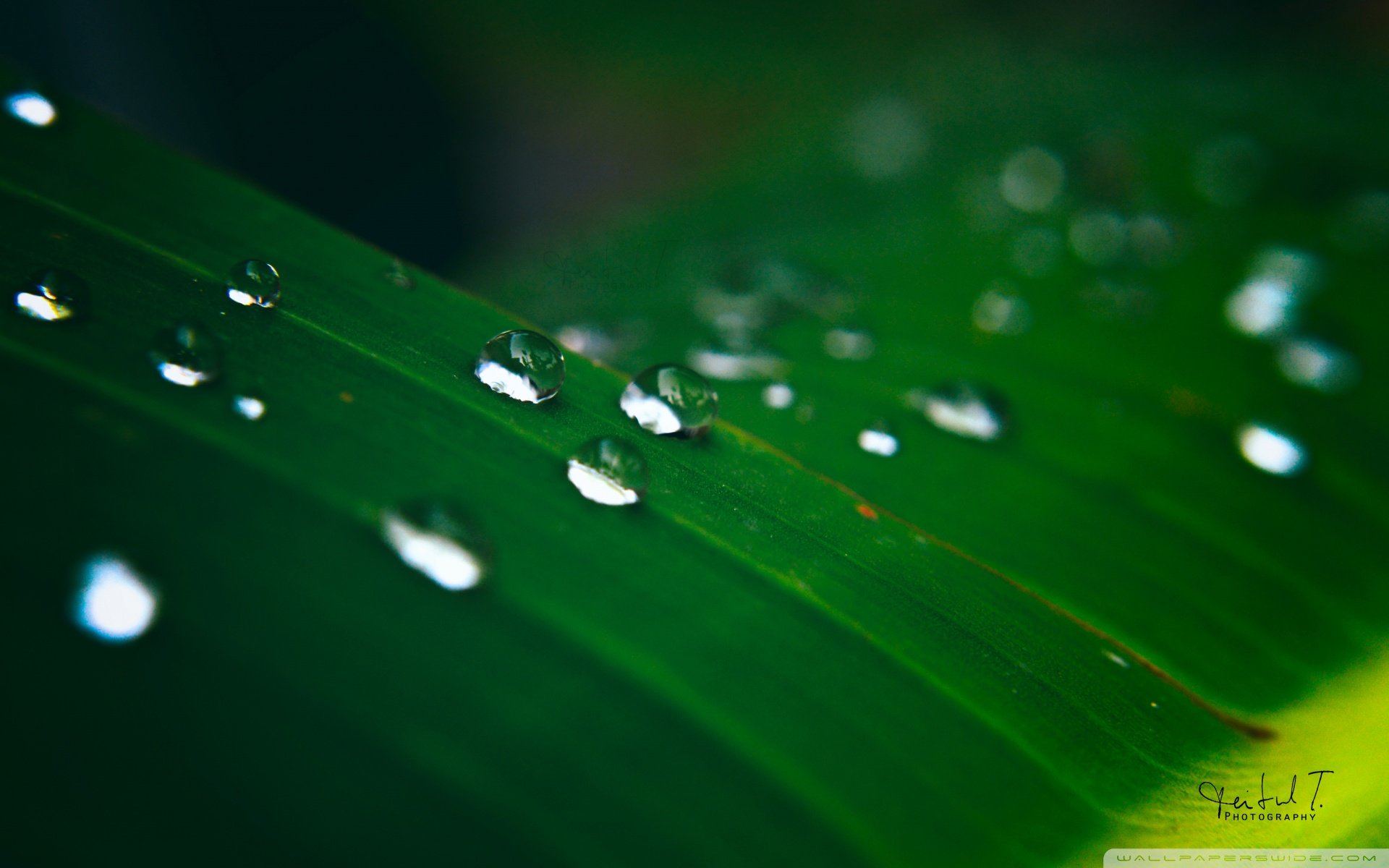 小清新 唯美  娇艳欲滴 花儿 春天 唯美 温暖 温馨一刻  清新淡雅 鸟语花香