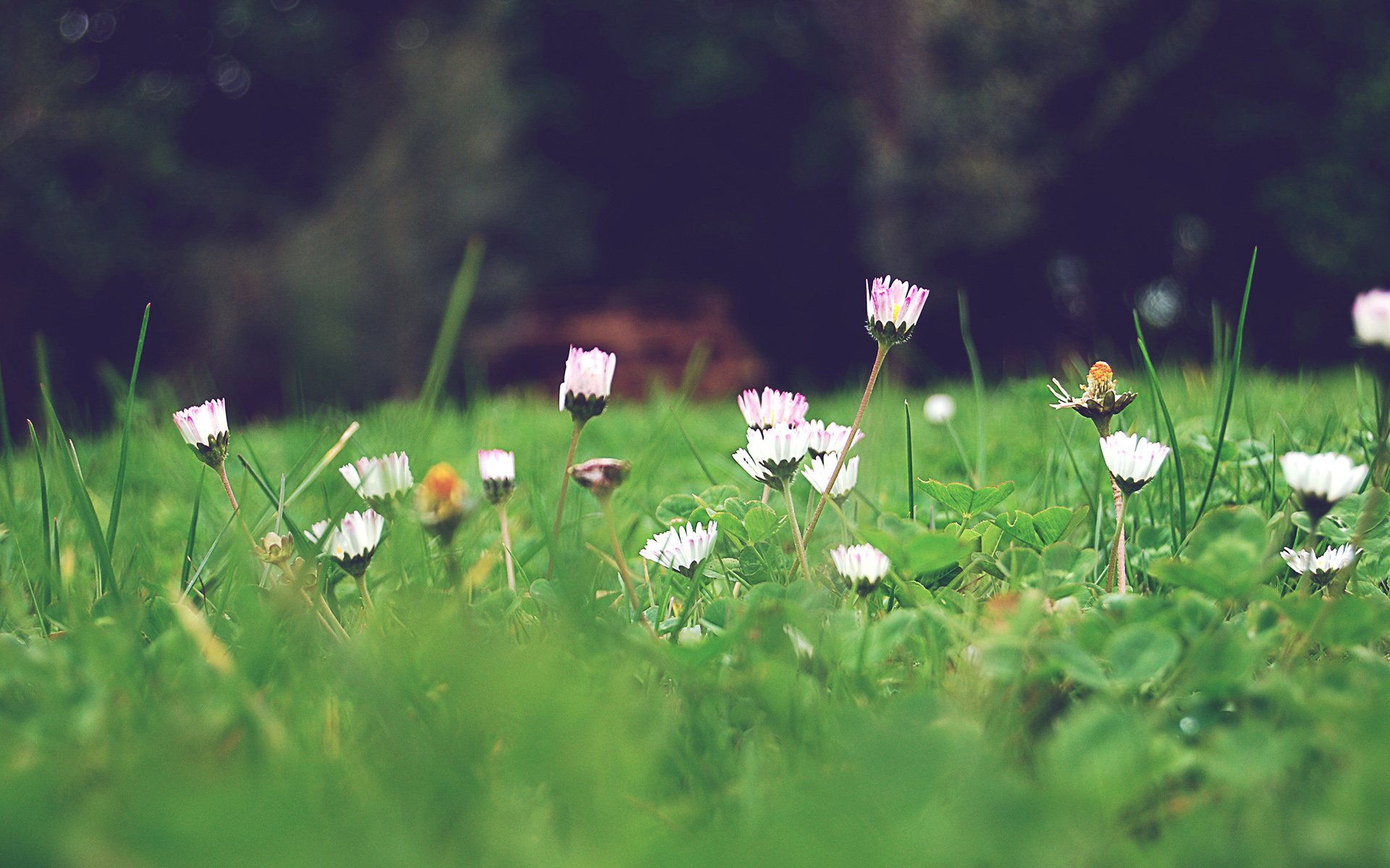 小清新 风景 自然风光 绿色植物 绿色养眼 春天 唯美 安静