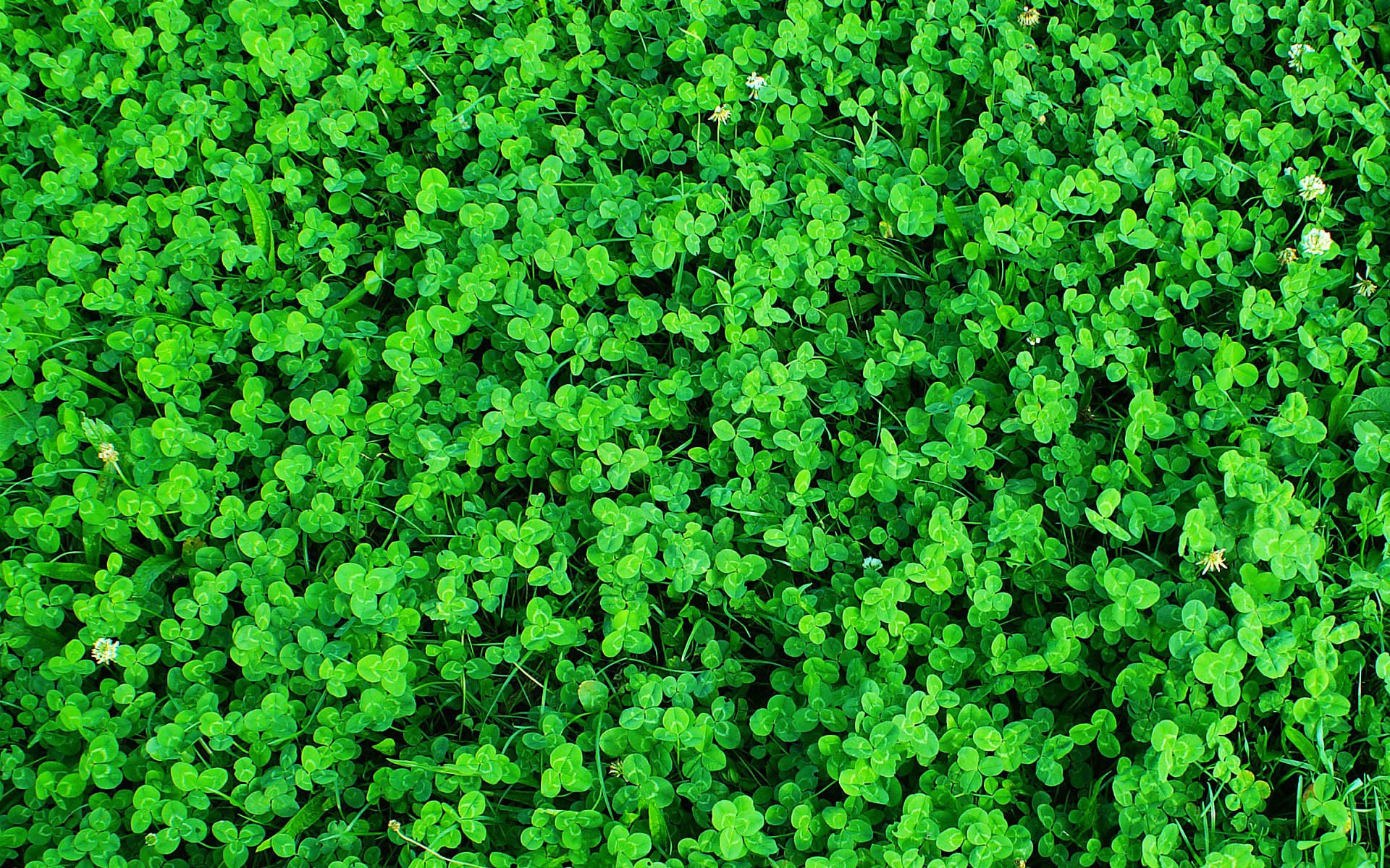 小清新 风景 自然风光 绿色植物 绿色养眼 春天 唯美 安静