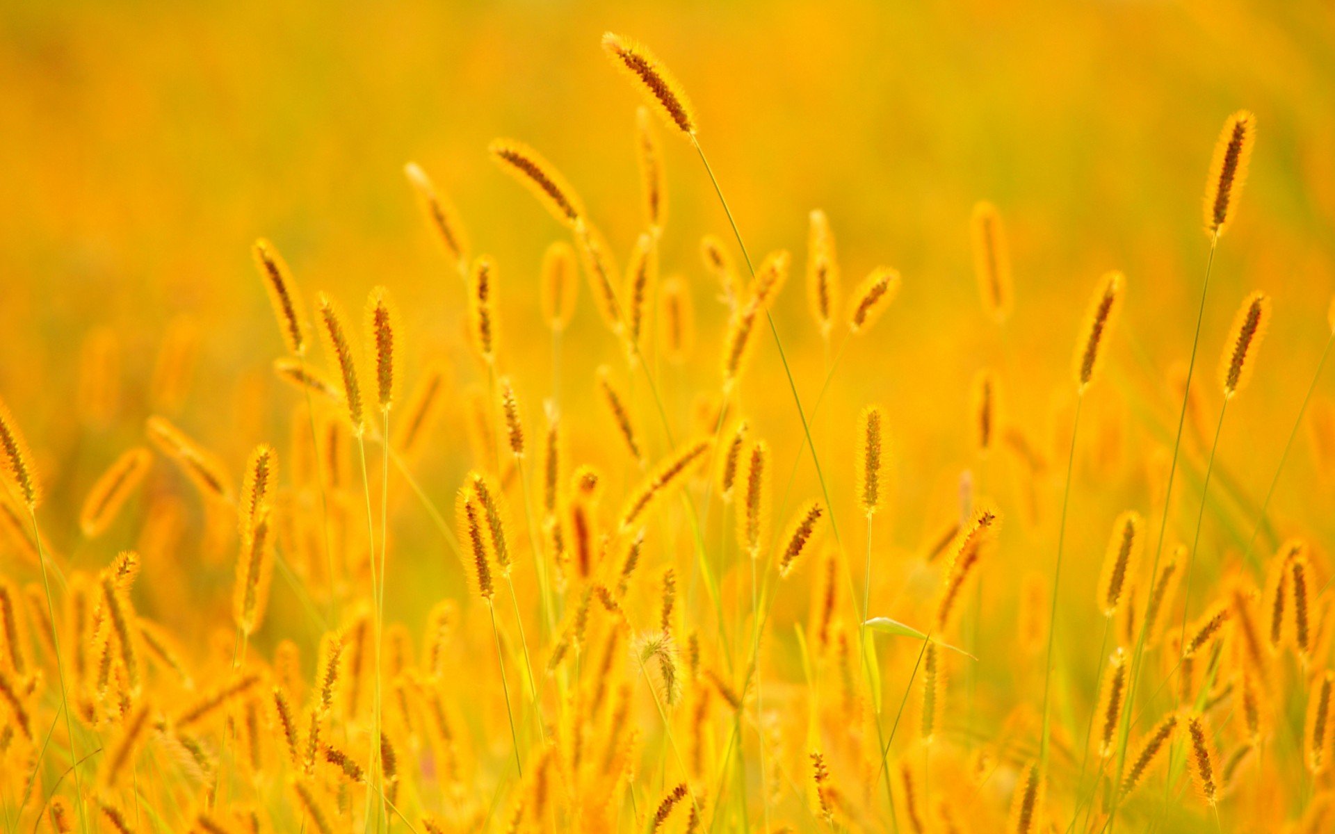 小清新 风景 自然风光 绿色植物 绿色养眼 春天 唯美 安静