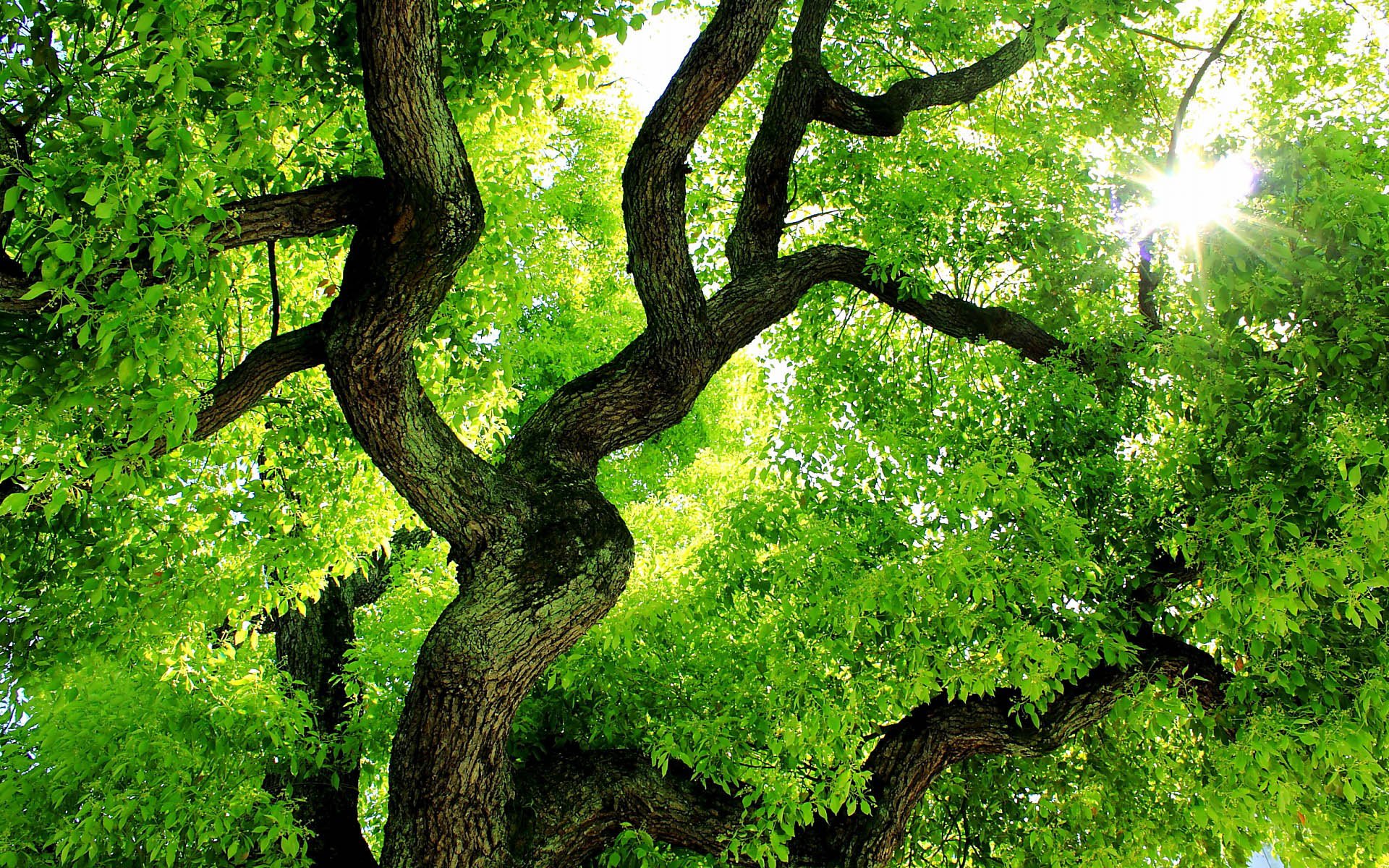 小清新 风景 自然风光 绿色植物 绿色养眼 春天 唯美 安静