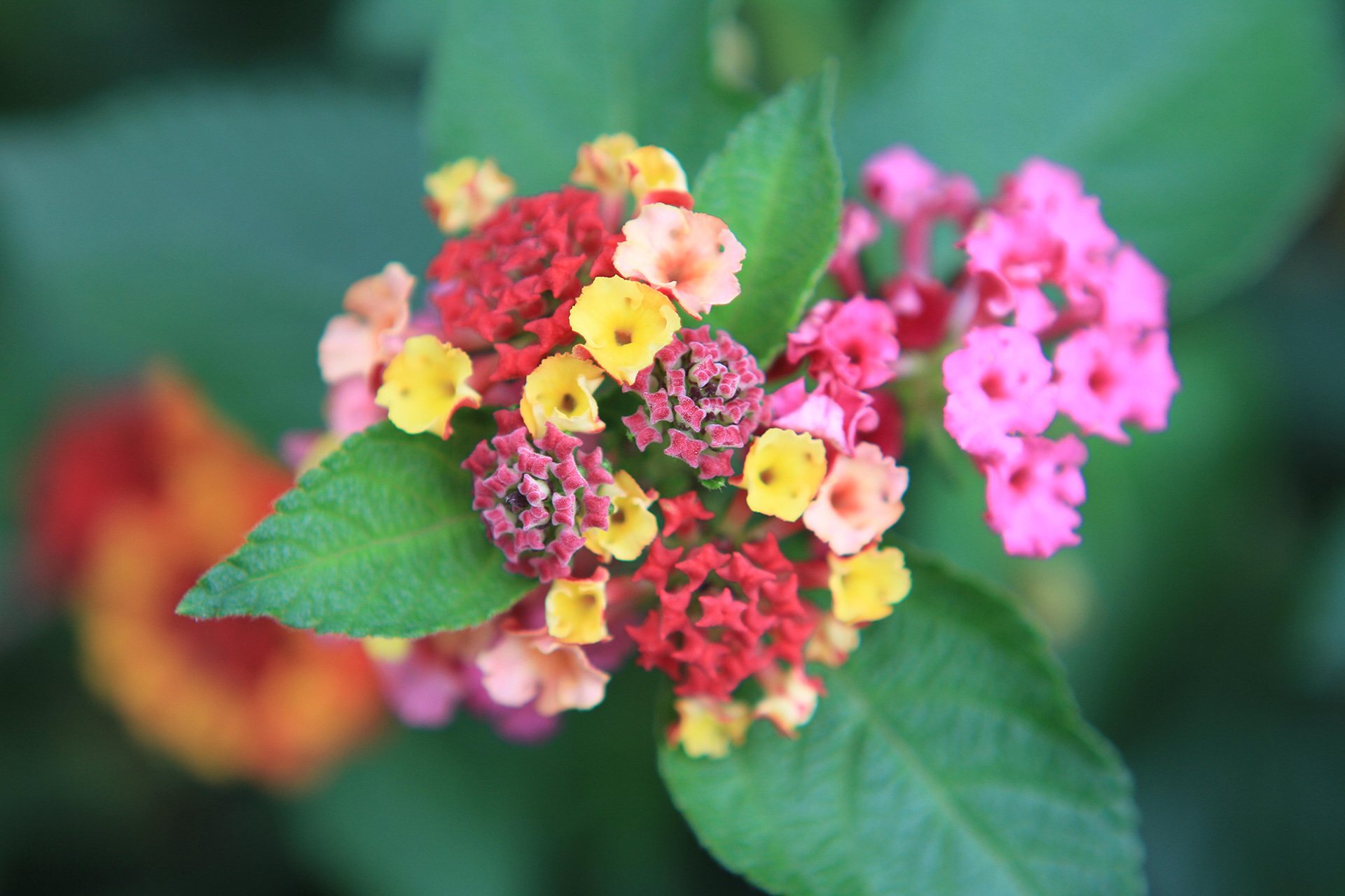 小清新 唯美  娇艳欲滴 花儿 春天 唯美 温暖 温馨一刻  清新淡雅 鸟语花香