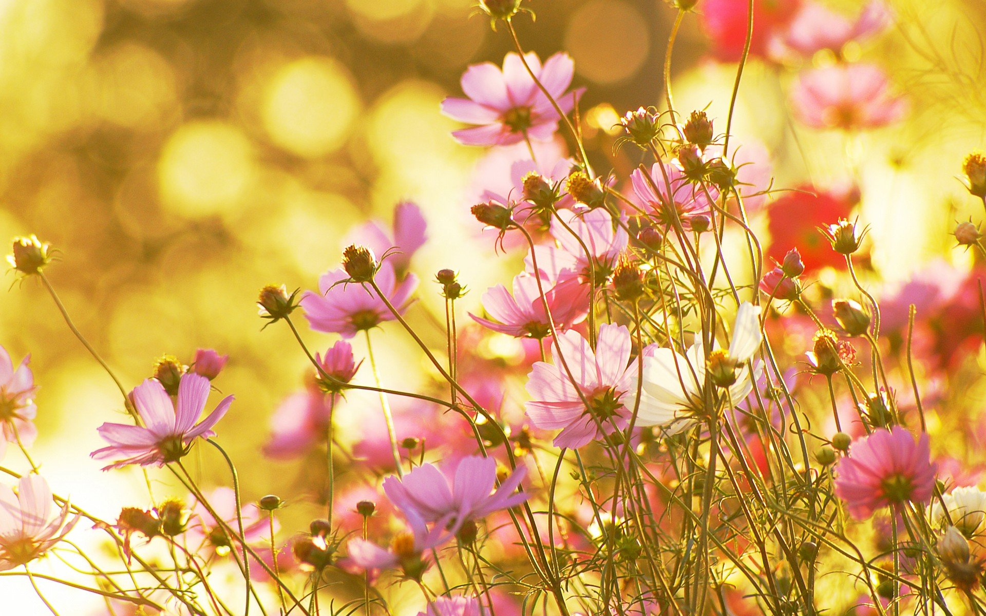 小清新 唯美  娇艳欲滴 花儿 春天 唯美 温暖 温馨一刻  清新淡雅 鸟语花香