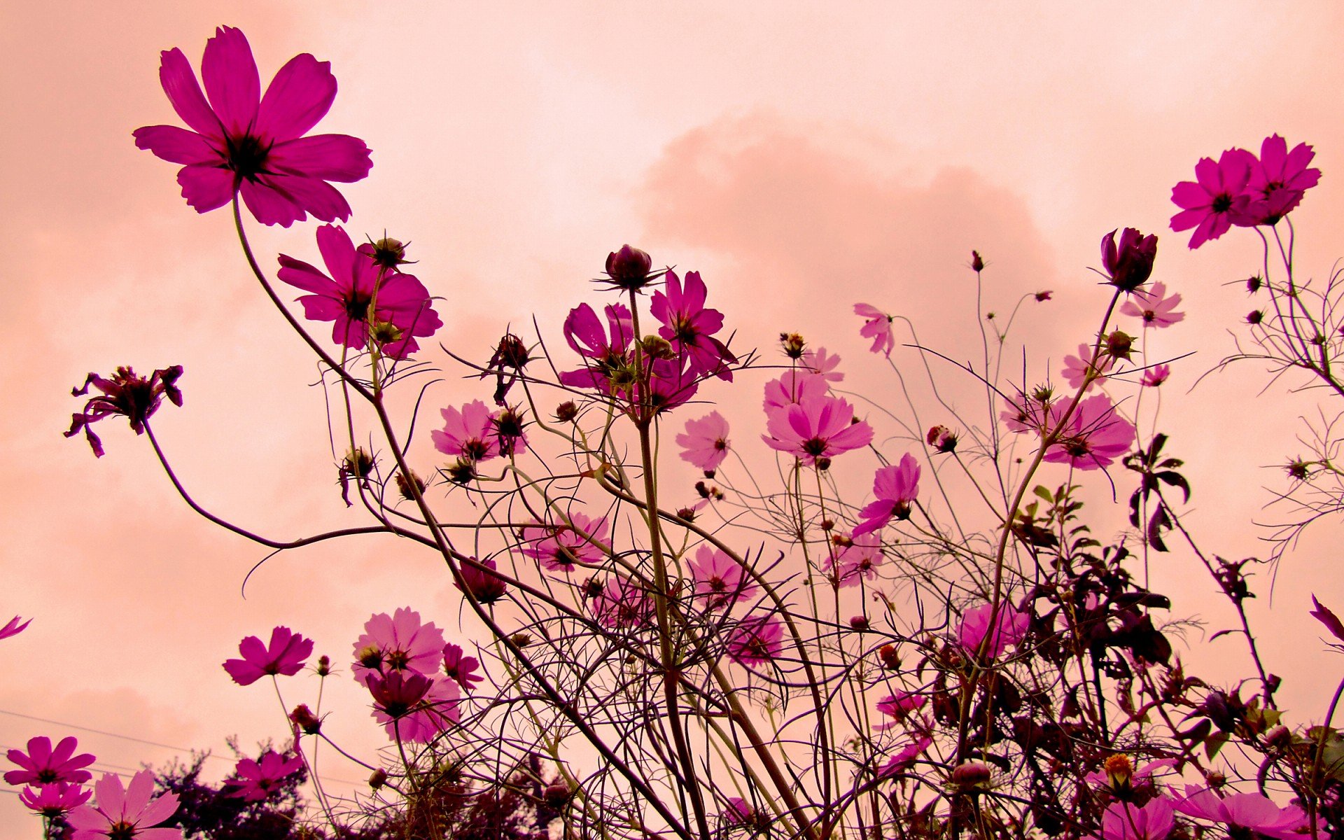 小清新 唯美  娇艳欲滴 花儿 春天 唯美 温暖 温馨一刻  清新淡雅 鸟语花香