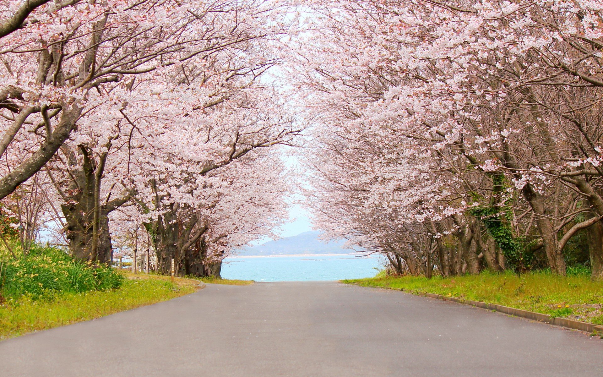 小清新 唯美  娇艳欲滴 花儿 春天 唯美 温暖 温馨一刻  清新淡雅 鸟语花香