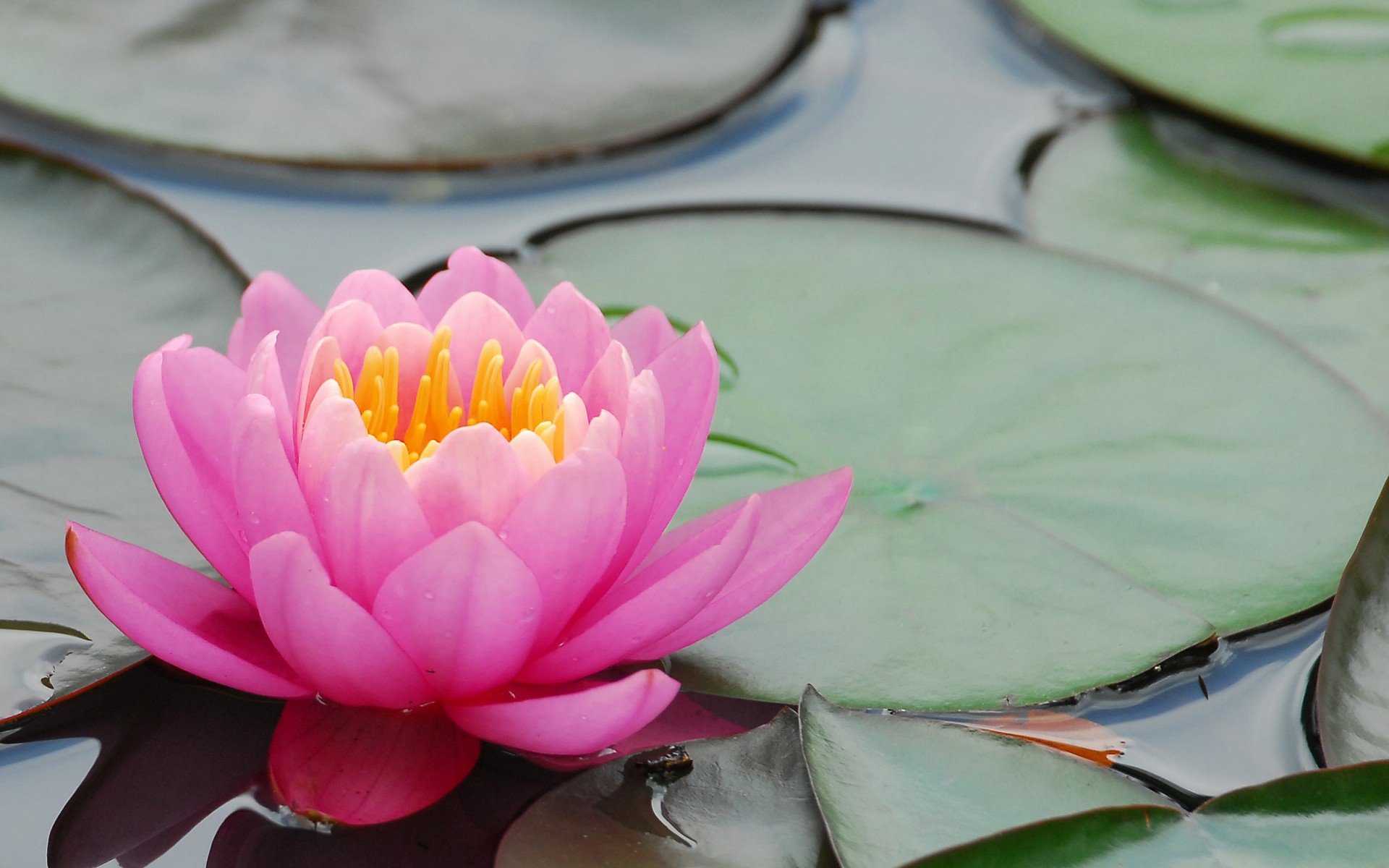 小清新 唯美  娇艳欲滴 花儿 春天 唯美 温暖 温馨一刻  清新淡雅 鸟语花香