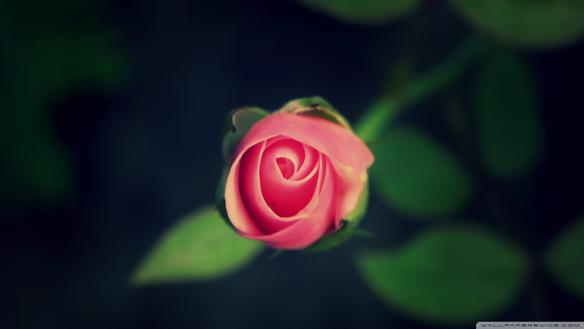 小清新 唯美  娇艳欲滴 花儿 春天 唯美 温暖 温馨一刻  清新淡雅 鸟语花香