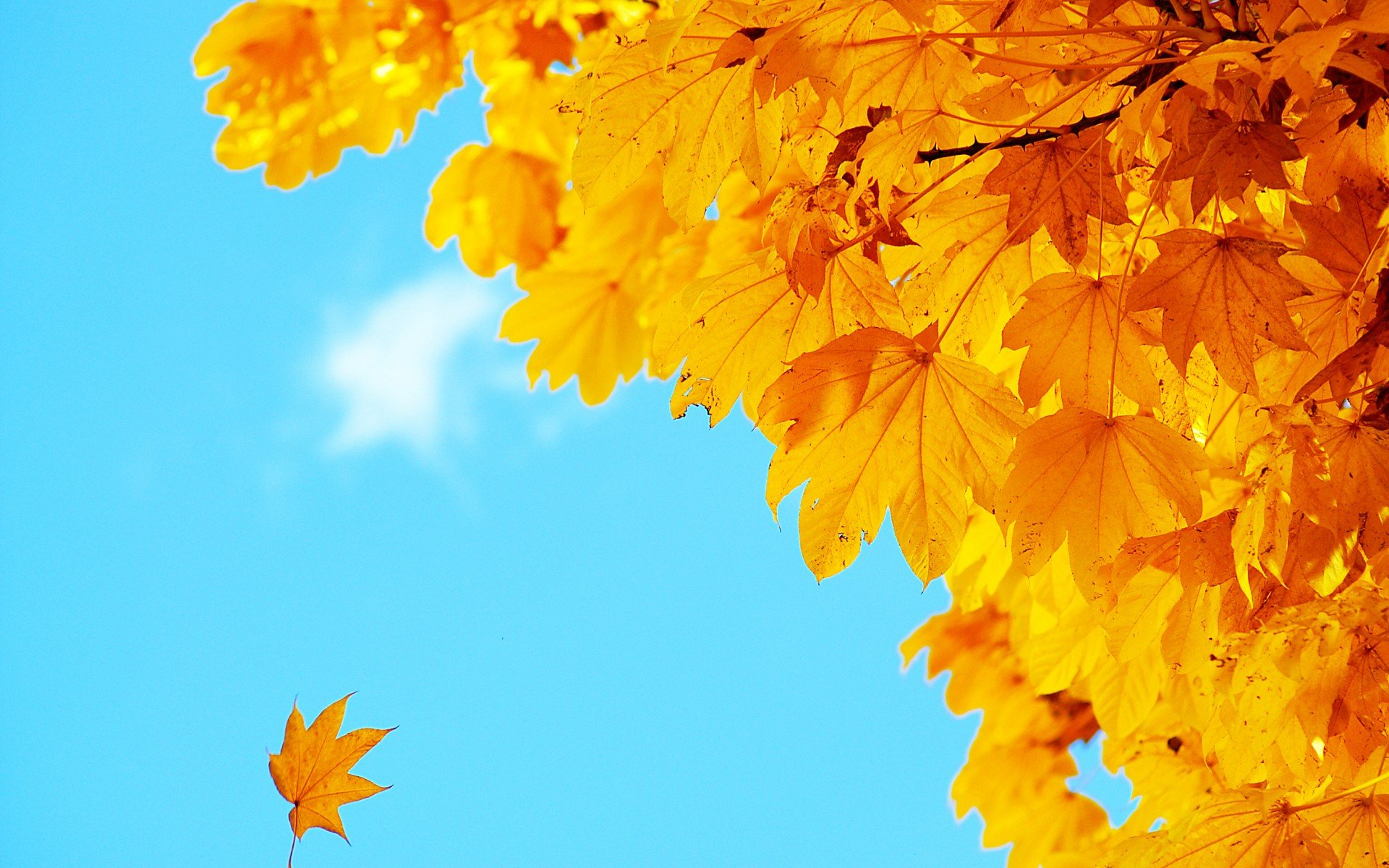 小清新 唯美  娇艳欲滴 花儿 春天 唯美 温暖 温馨一刻  清新淡雅 鸟语花香