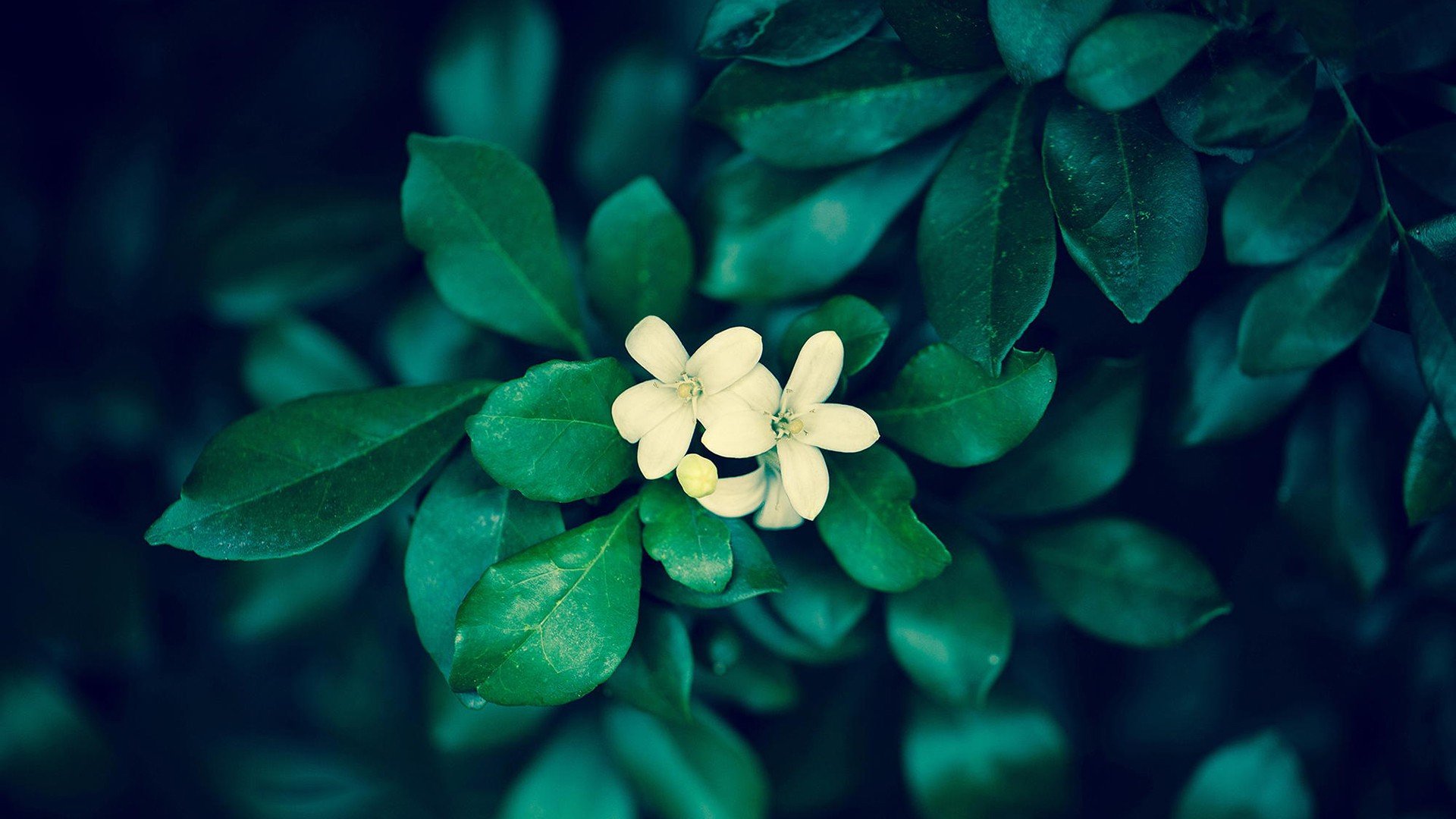 小清新 唯美  娇艳欲滴 花儿 春天 唯美 温暖 温馨一刻  清新淡雅 鸟语花香