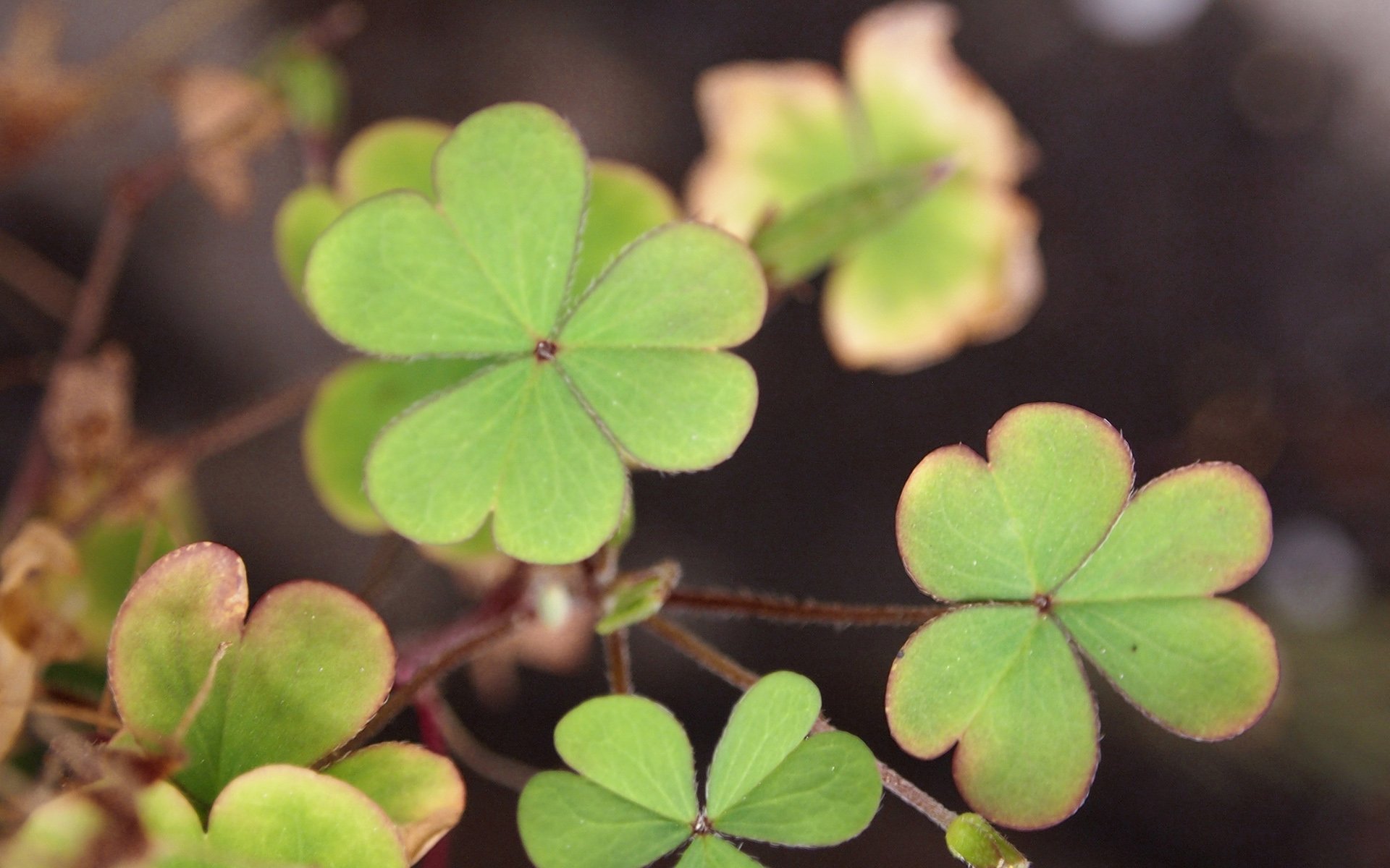 温馨一刻 小清新 风景 绿色养眼 三叶草 幸运草 植物