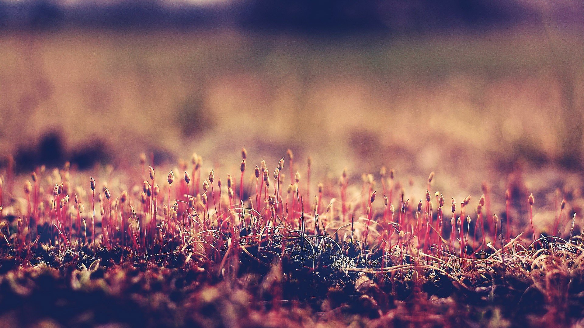 小清新 唯美 温暖 安静