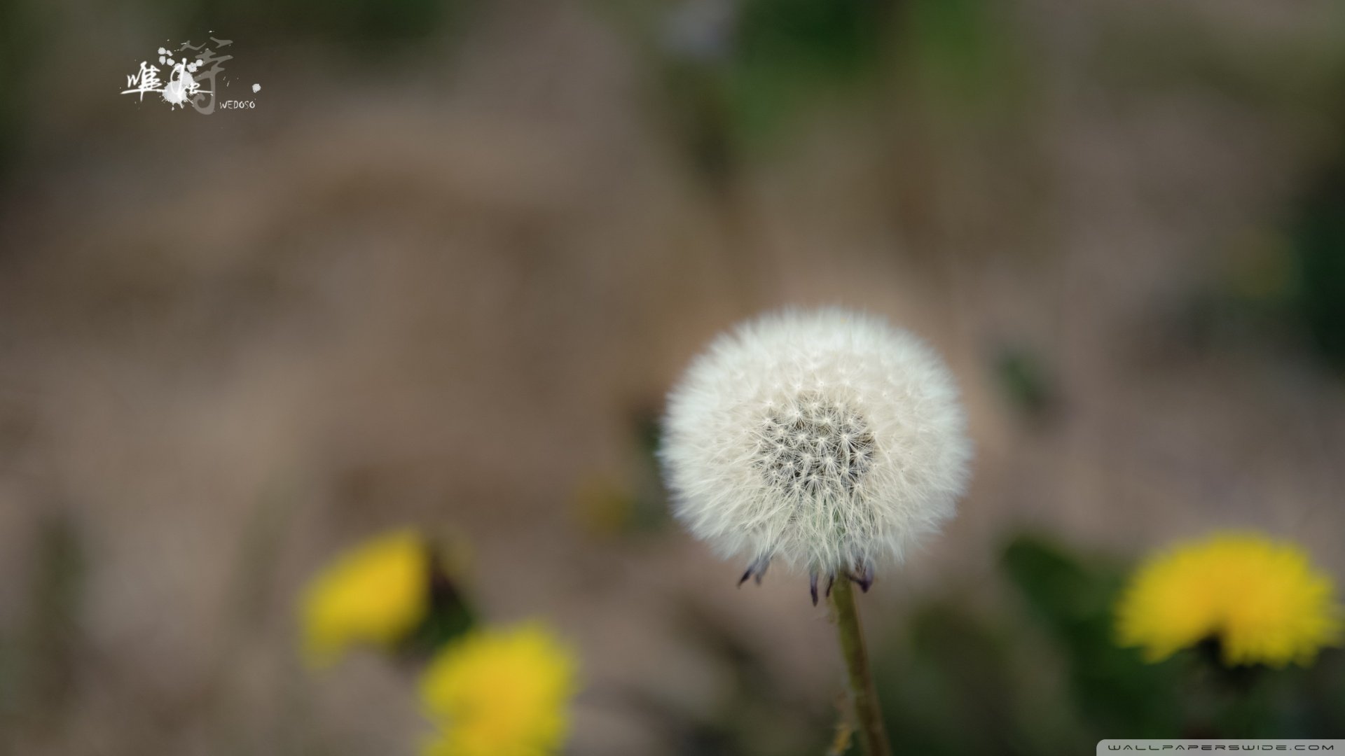 小清新 唯美 温暖 安静