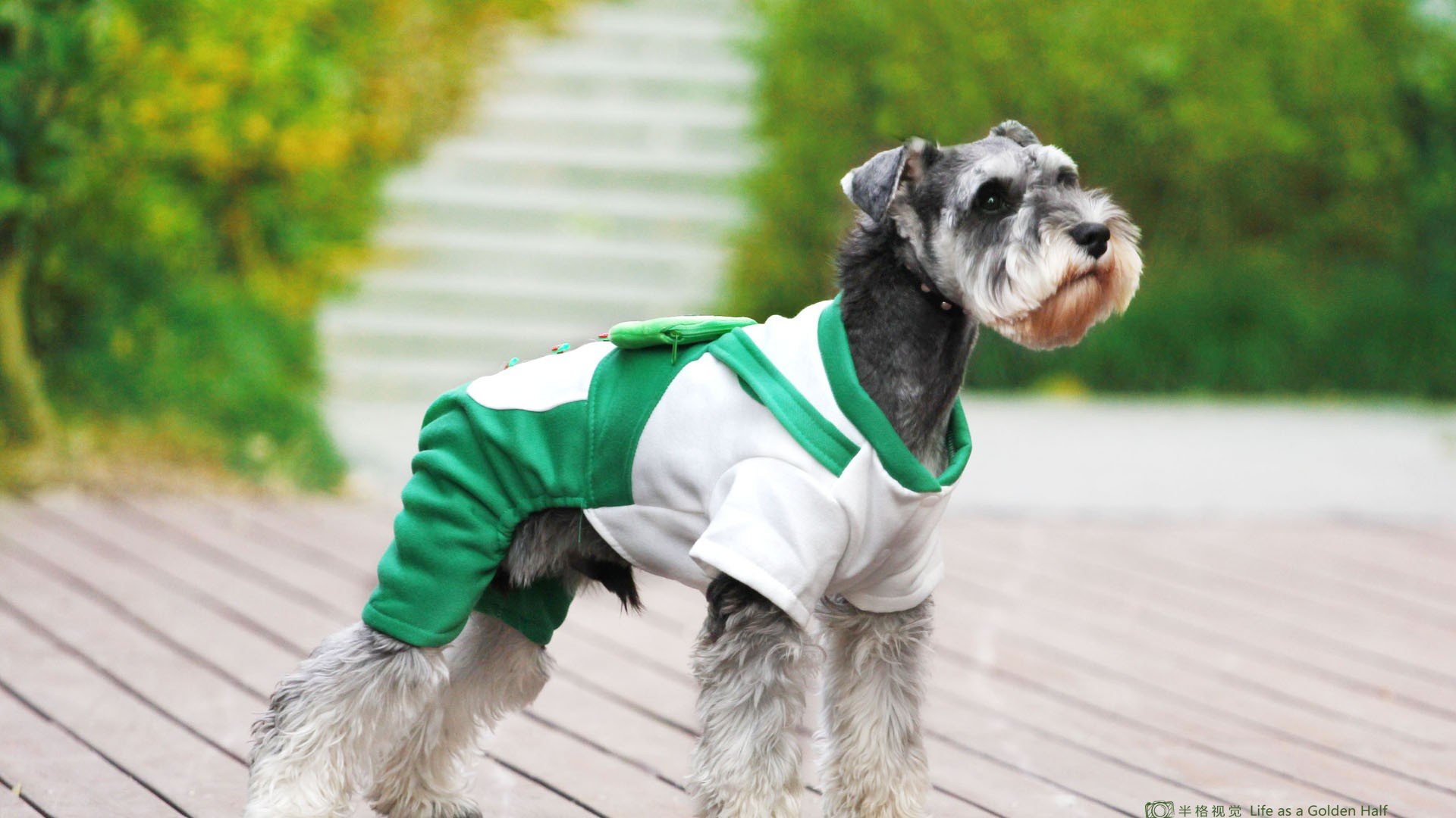 萌宠 动物 萌 可爱 宠物 古灵精怪 卖萌图 狗  汪星人