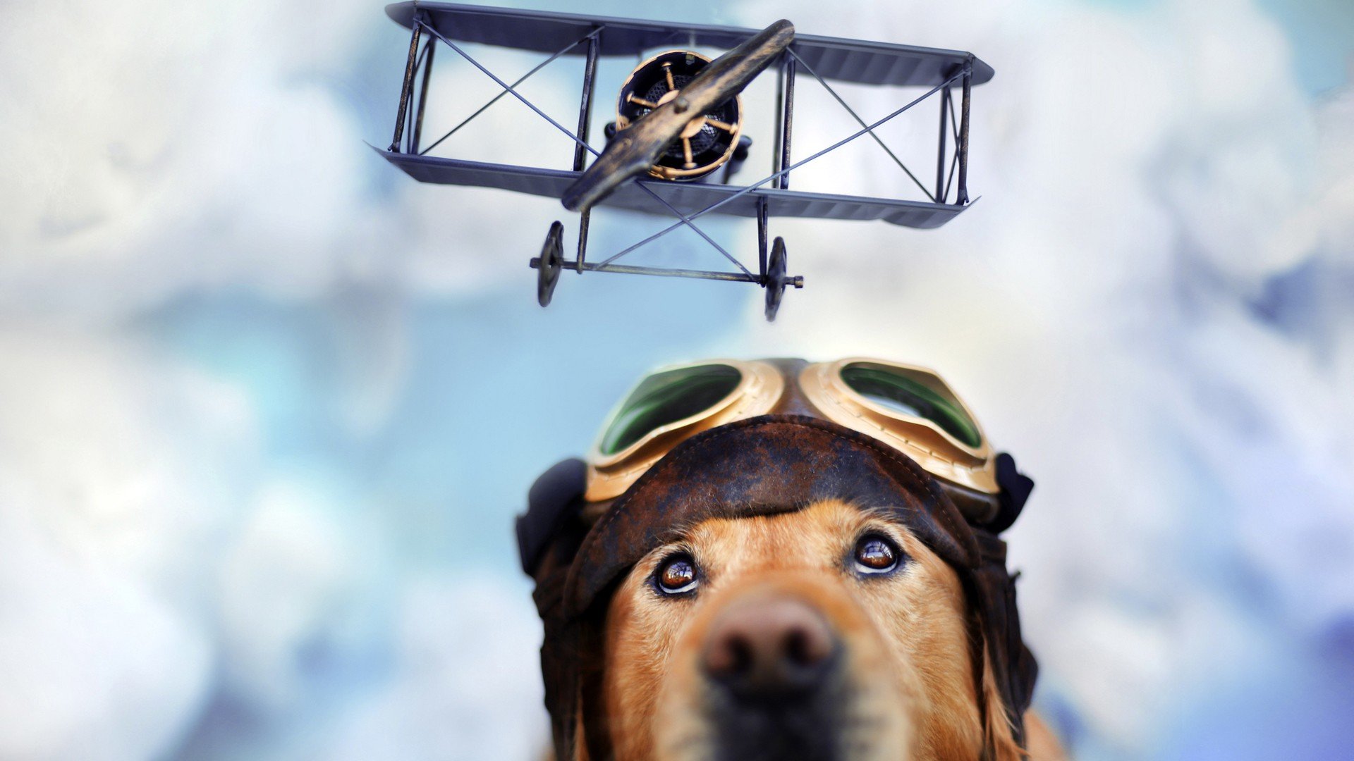 萌宠 动物 萌 可爱 宠物 古灵精怪 卖萌图 狗  汪星人