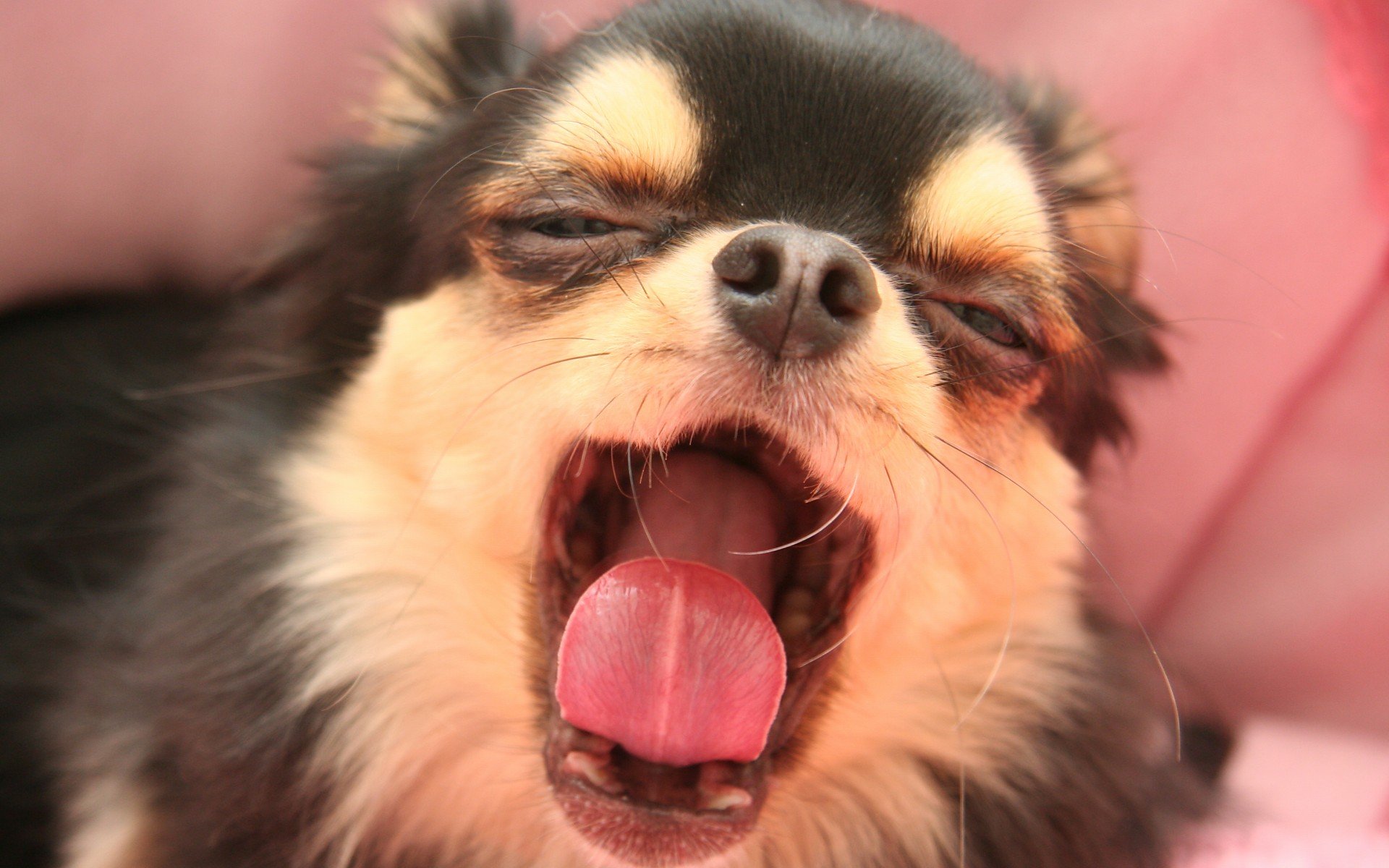 萌宠 动物 萌 可爱 宠物 古灵精怪 卖萌图 狗  汪星人