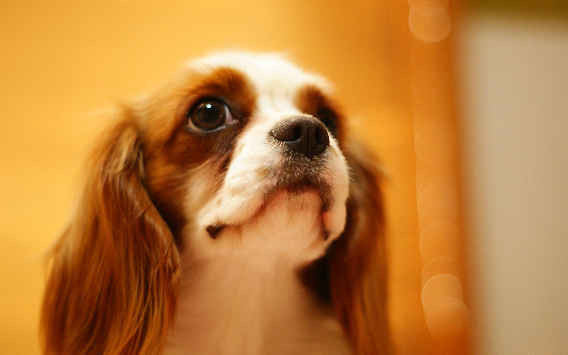 萌宠 动物 萌 可爱 宠物 古灵精怪 卖萌图 狗  汪星人