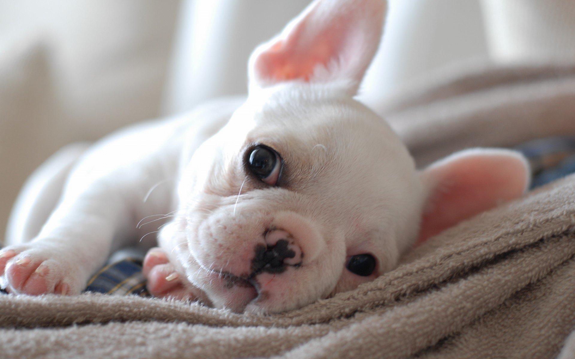 萌宠 动物 萌 可爱 宠物 古灵精怪 卖萌图 狗  汪星人