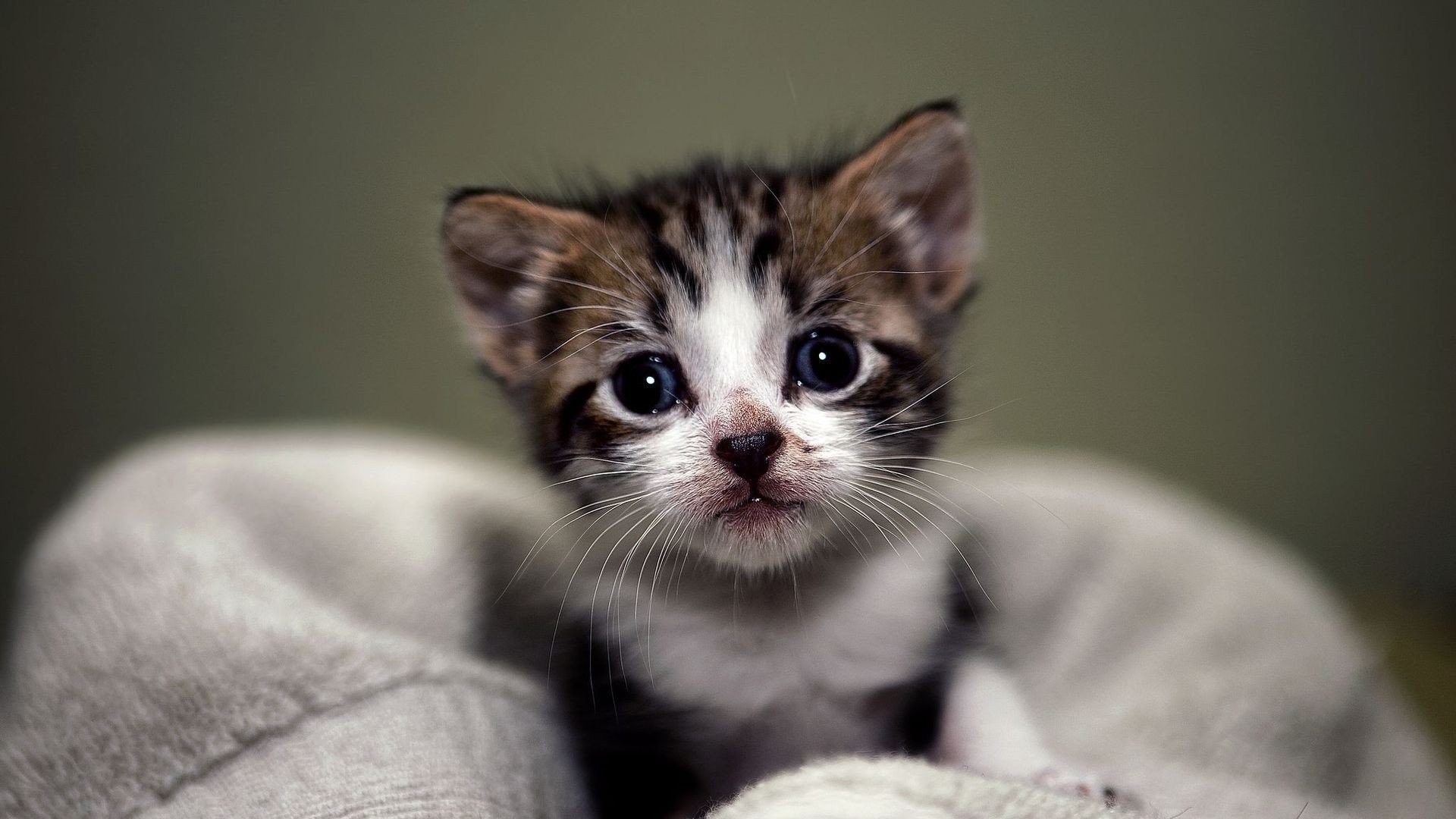 萌宠 动物 萌 可爱 宠物 古灵精怪 卖萌图 猫  喵星人